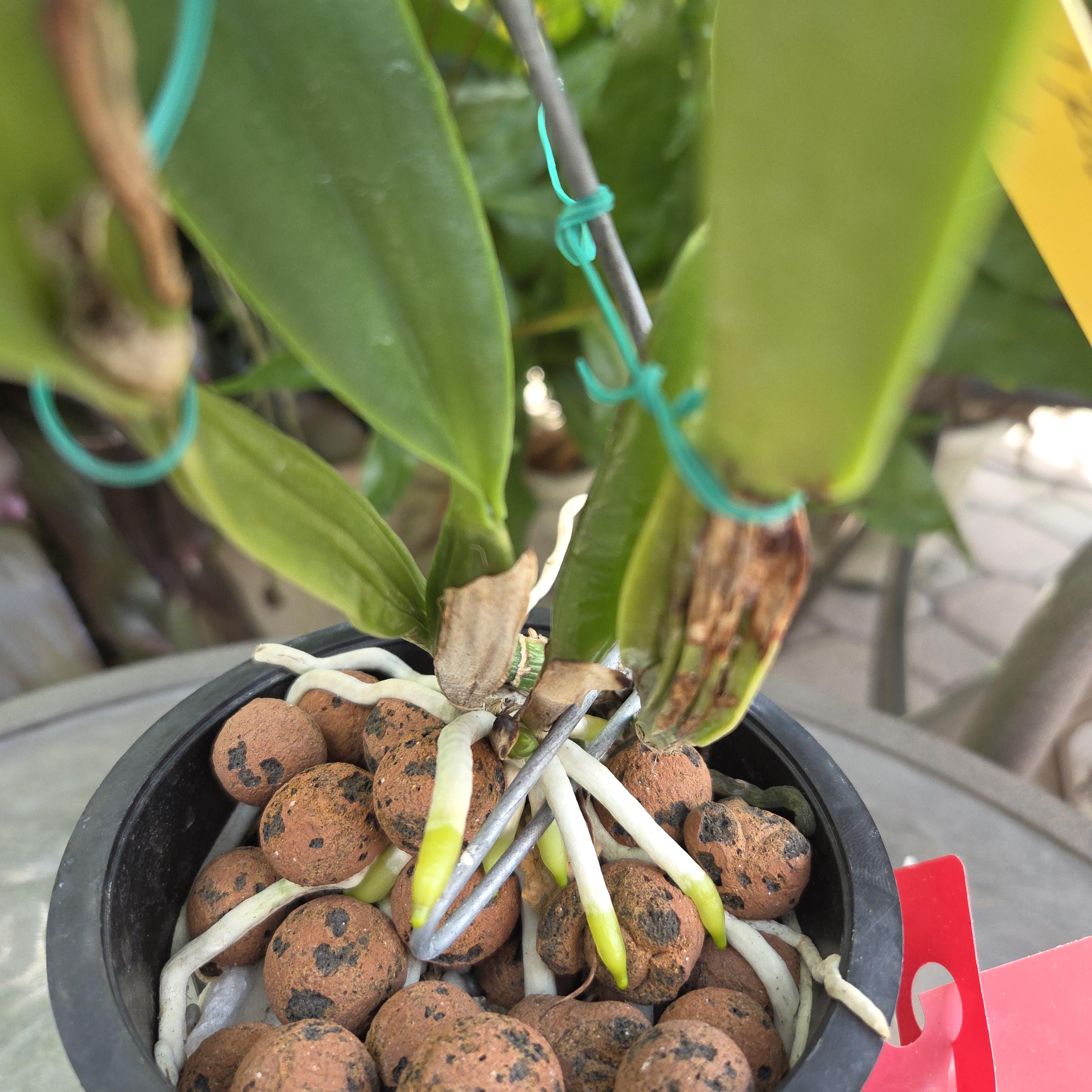 Cattleya percivaliana aurea 'Rodrigo' – Image 4