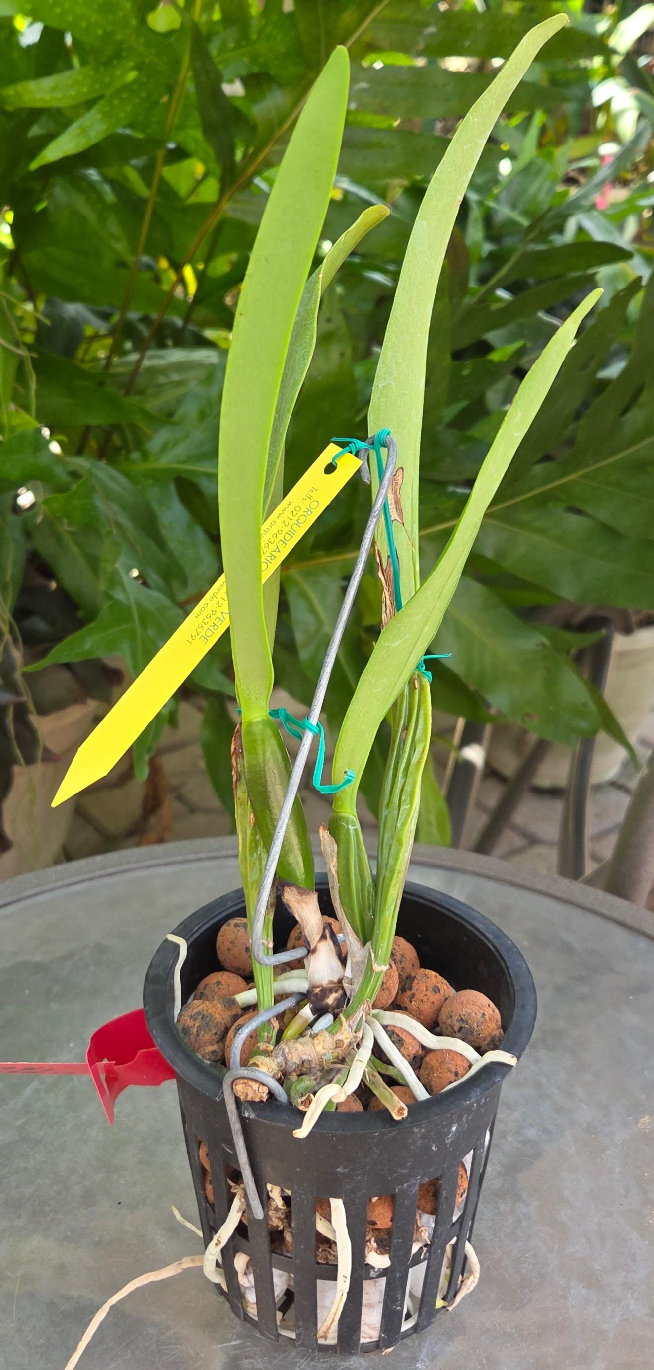 Cattleya percivaliana aurea 'Rodrigo' – Image 3