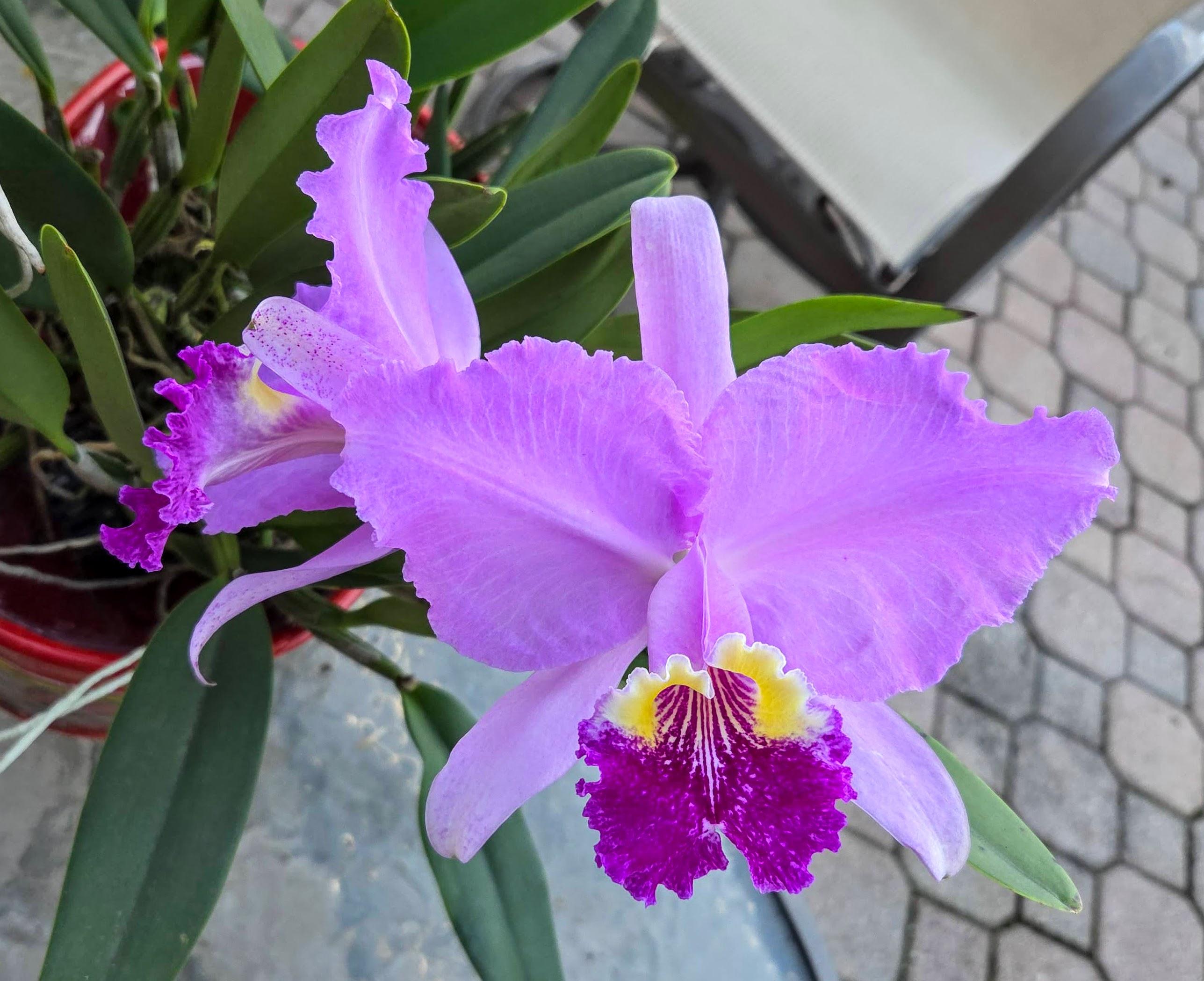 Cattleya lueddemanniana 'Brisa' – Image 1