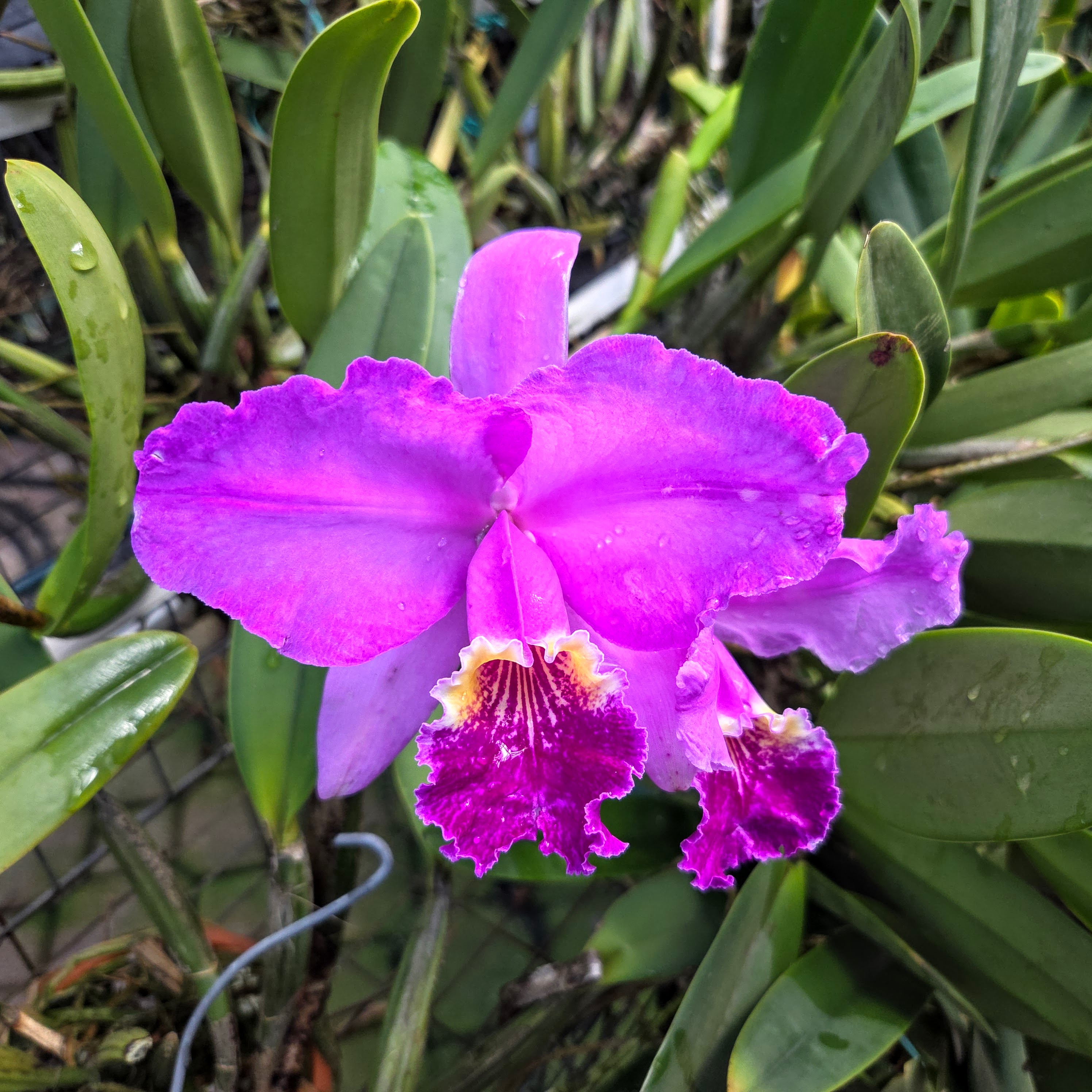Cattleya lueddemanniana 'Rose Feather' – Image 2