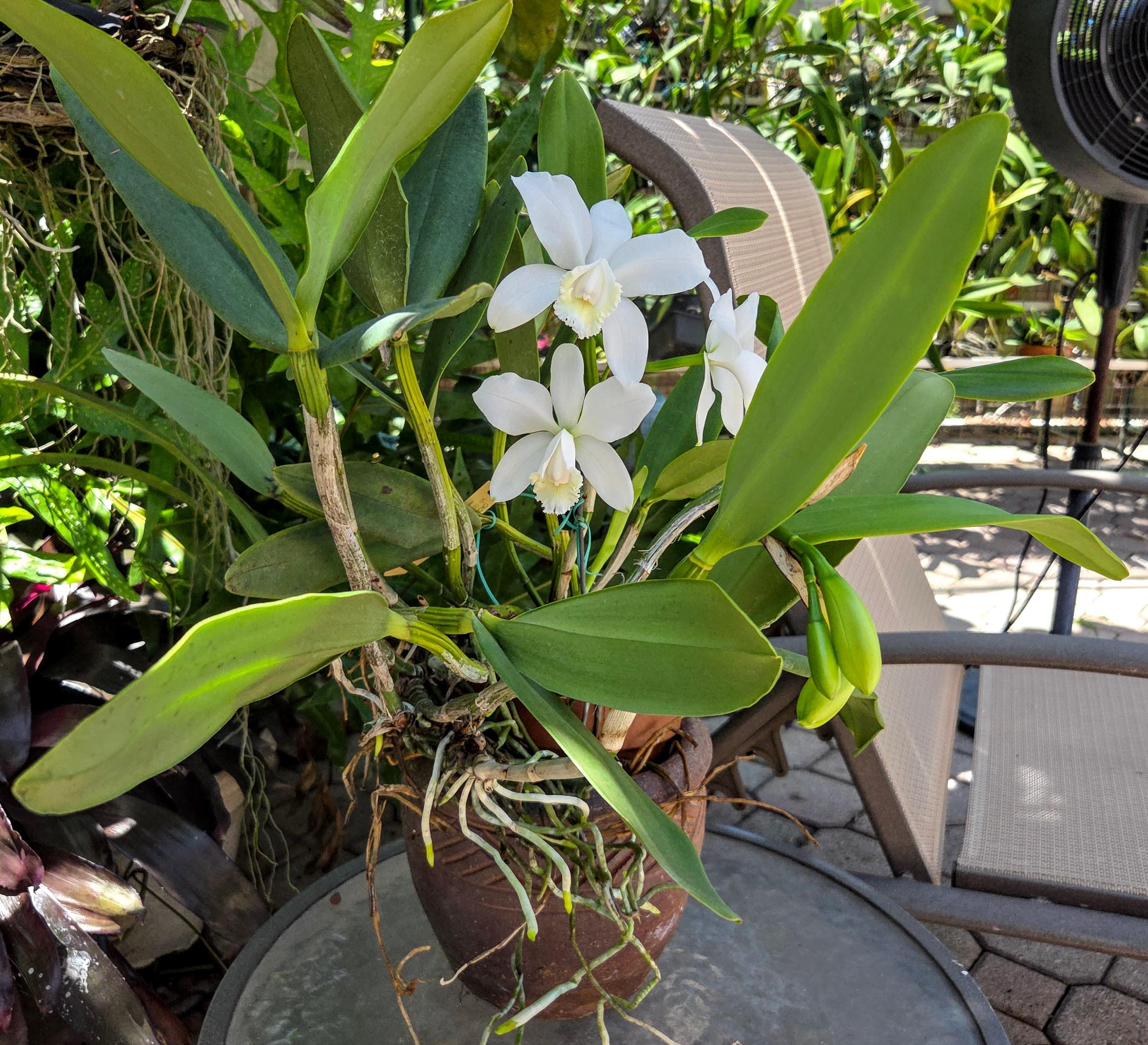 Cattleya loddigessi alba var. harrisoniana – Image 3