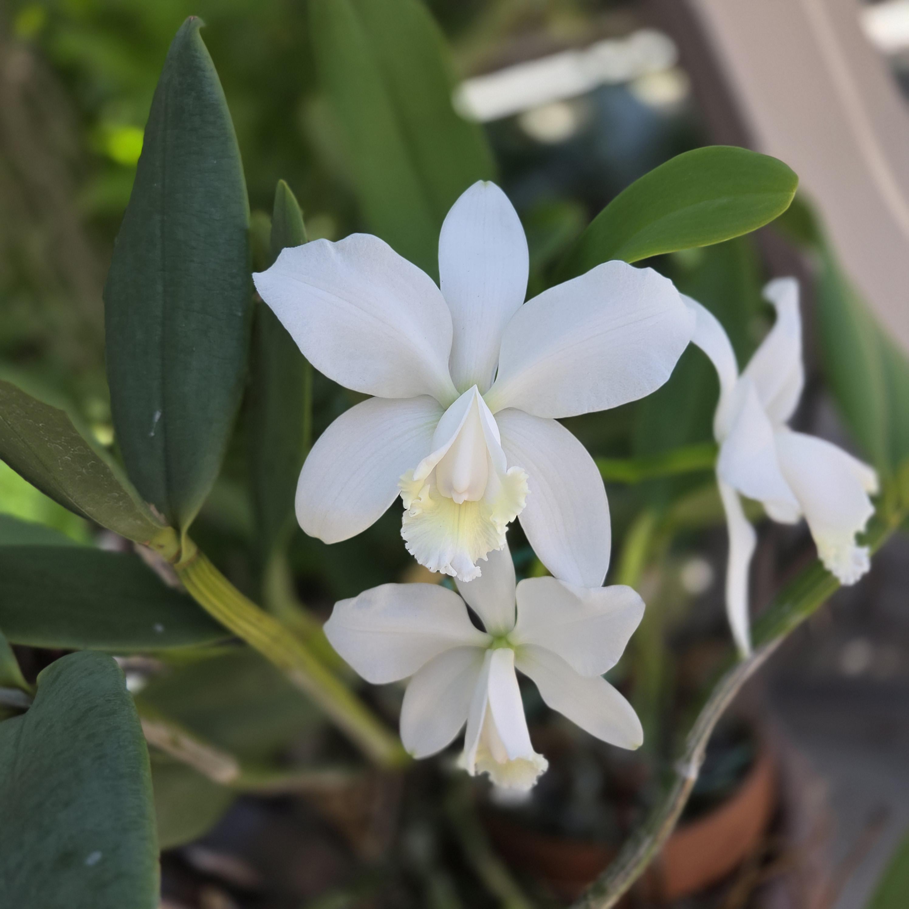 Cattleya loddigessi alba var. harrisoniana – Image 2