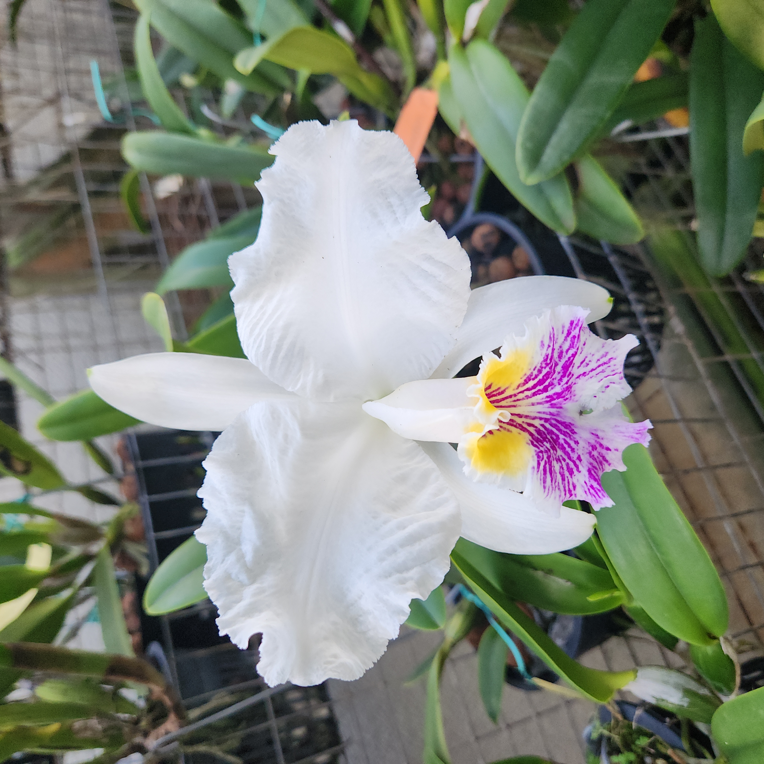 Cattleya lueddemanniana semi alba 'Isabel Nataly' – Image 1