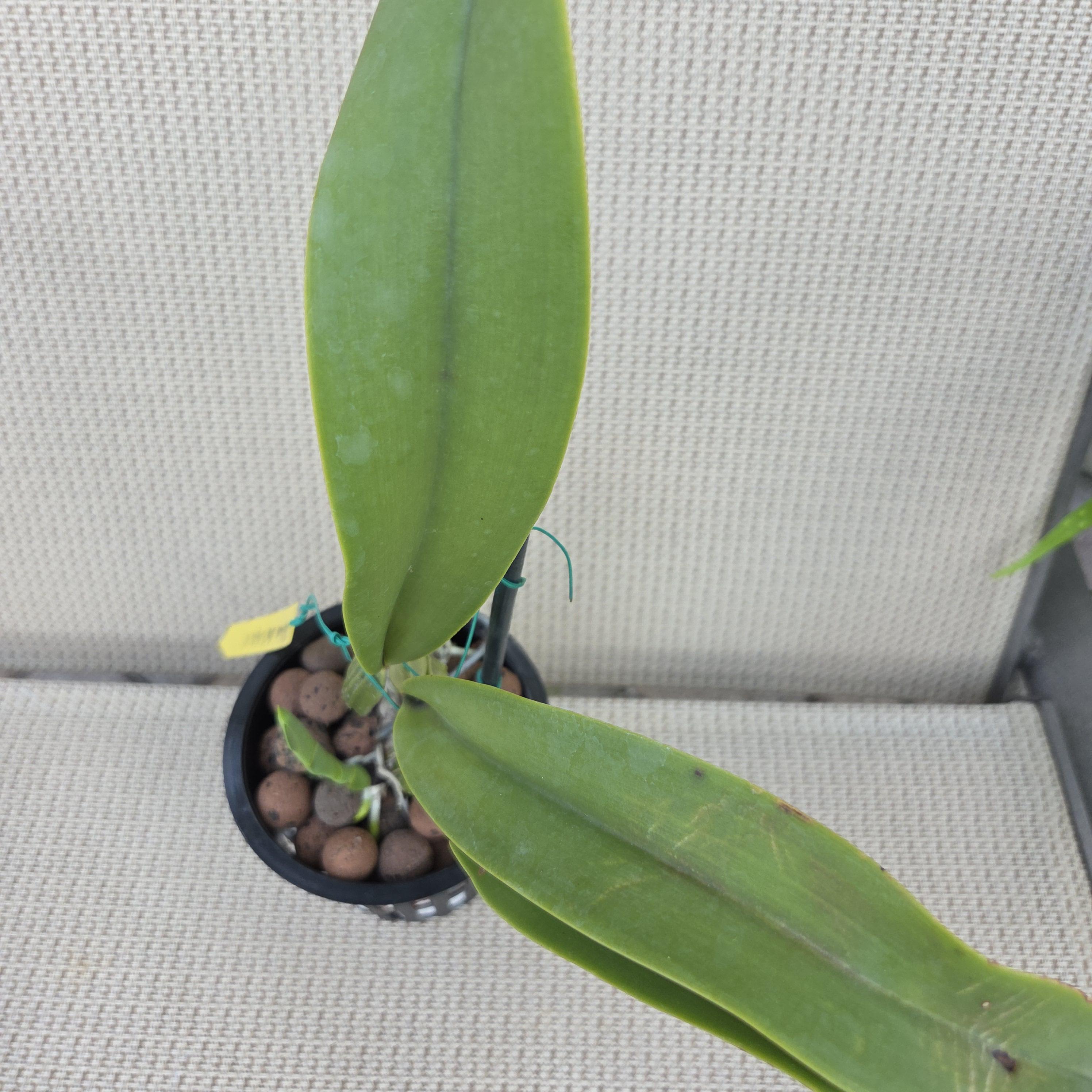 Cattleya trianae alba 'Angarita' – Image 5