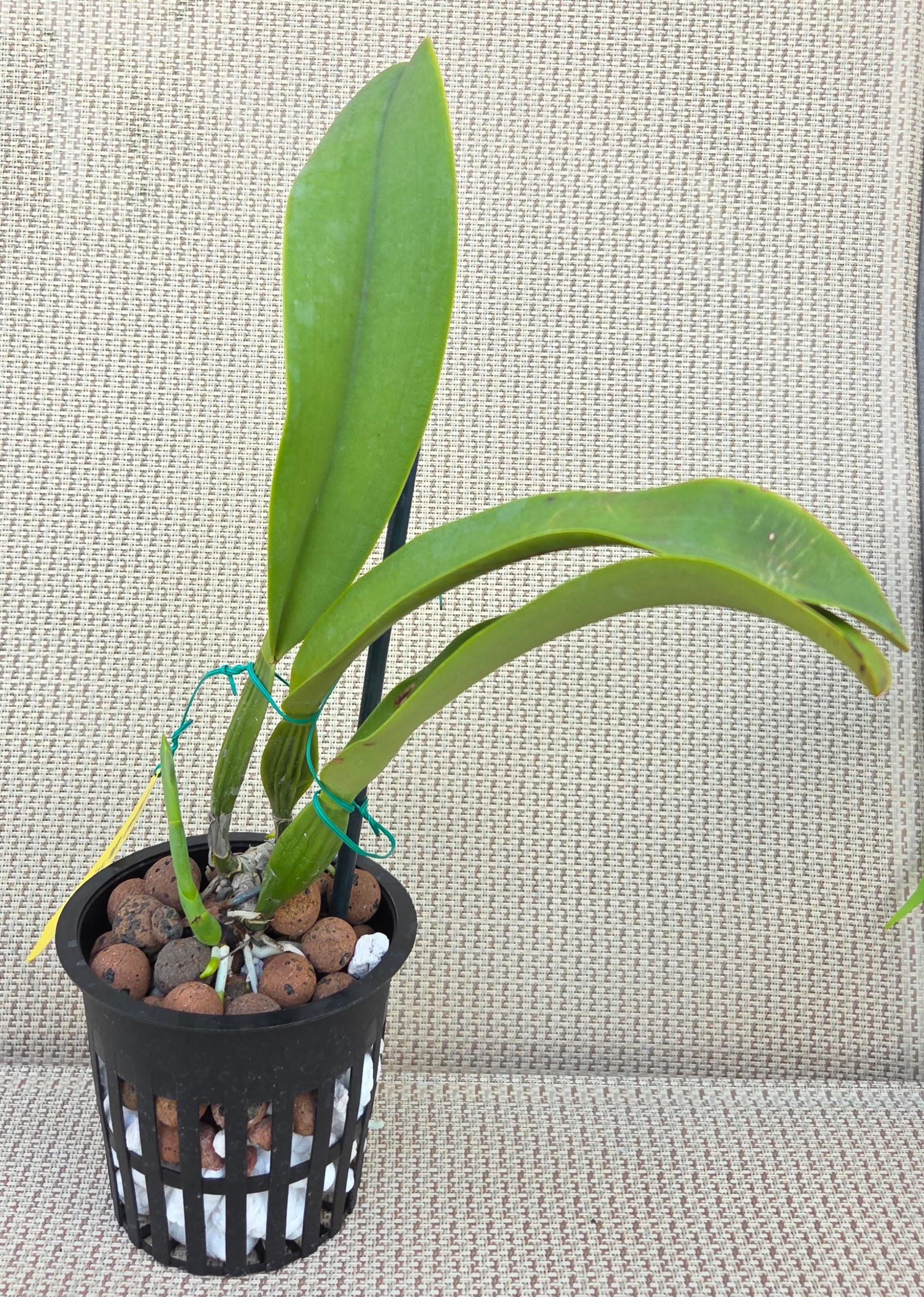Cattleya trianae alba 'Angarita' – Image 2