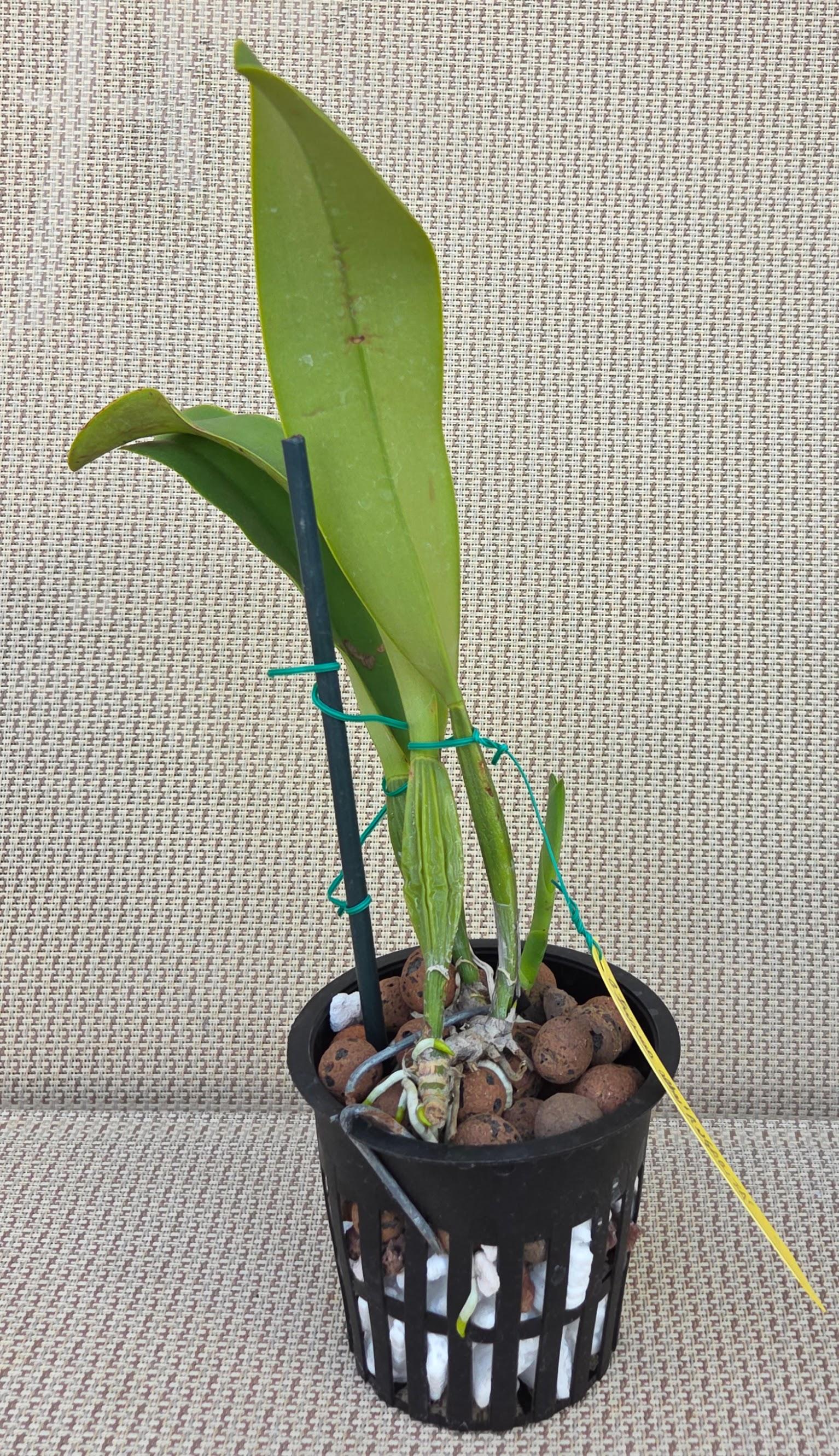 Cattleya trianae alba 'Angarita' – Image 3
