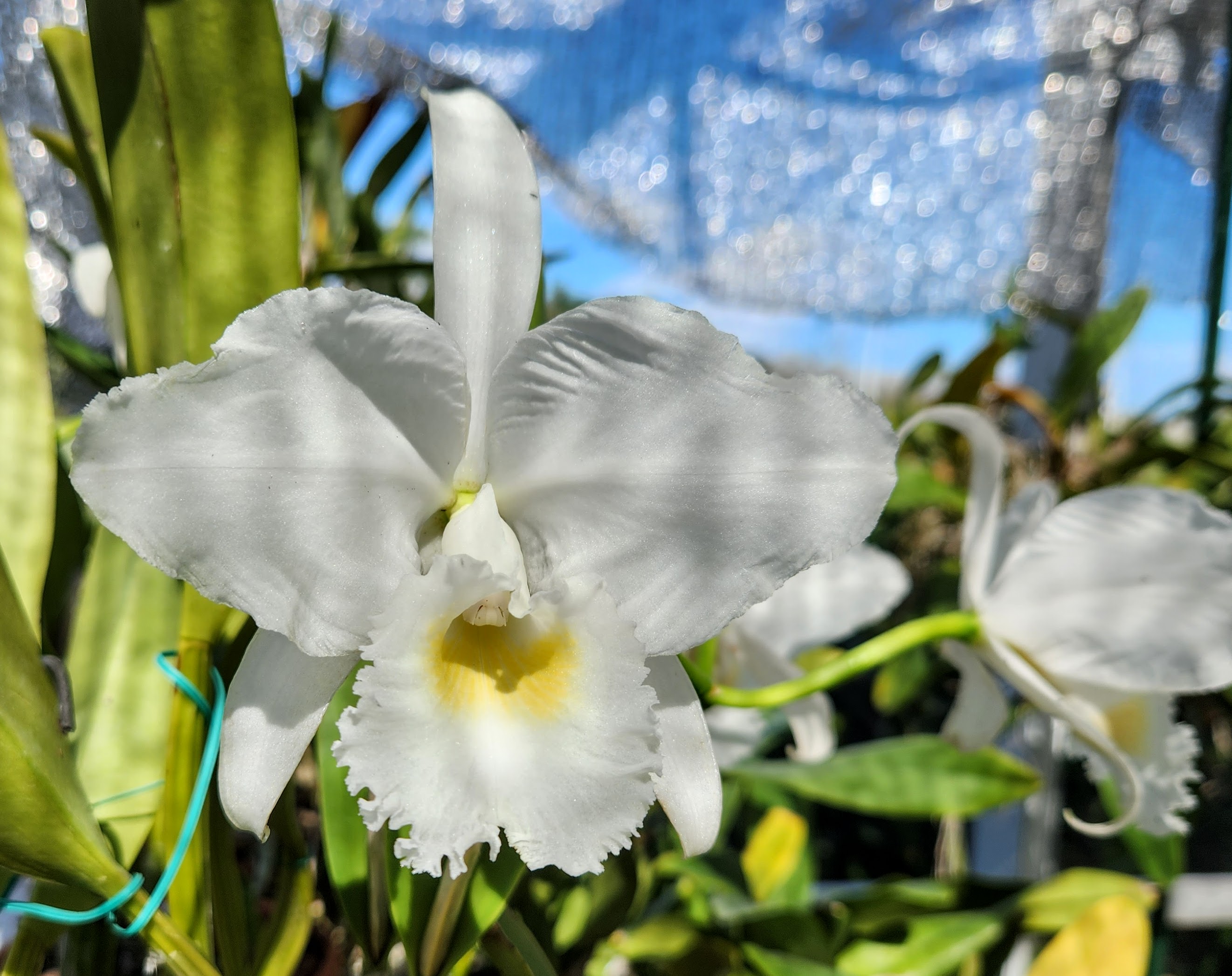 Cattleya trianae alba 'Angarita' – Image 1