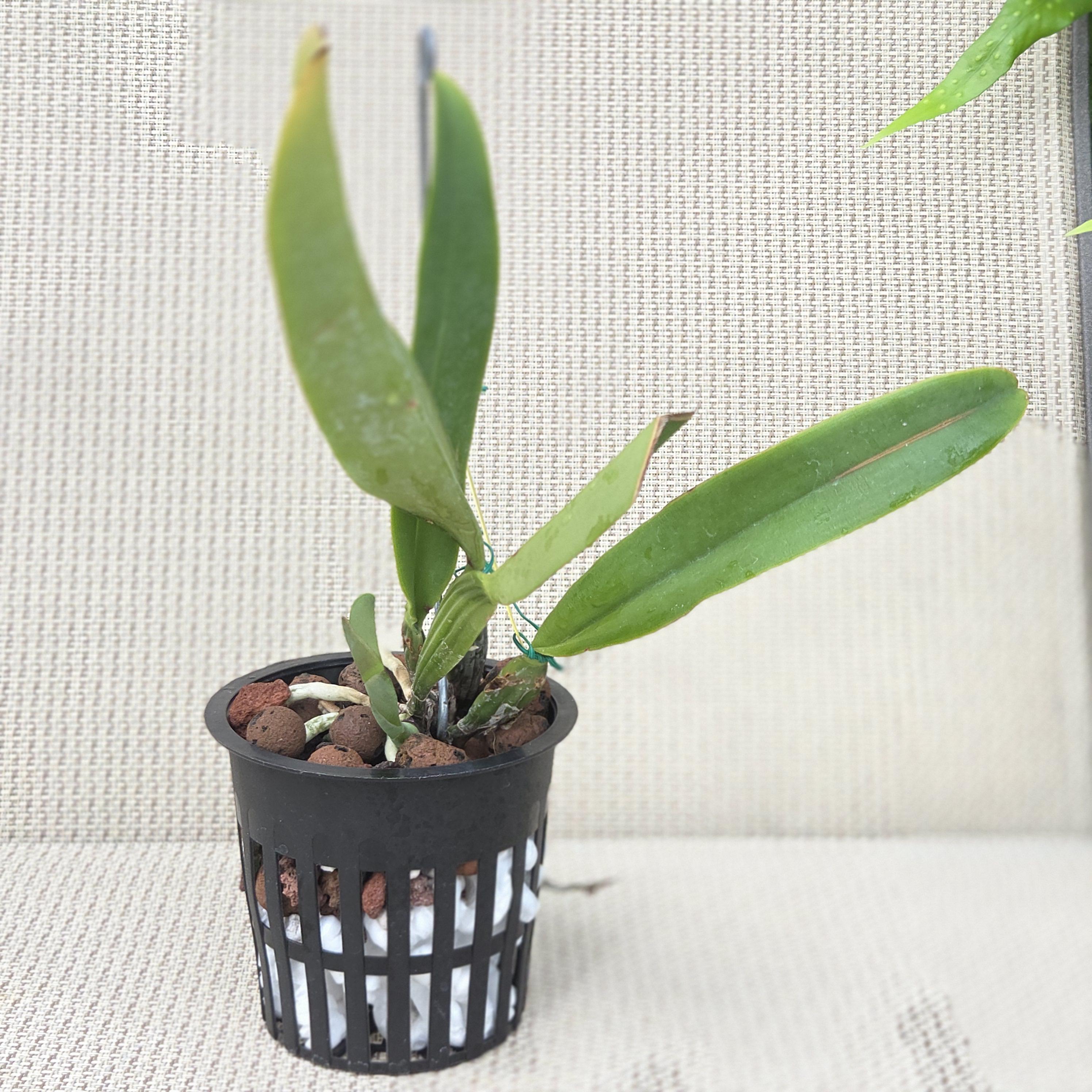 Cattleya percivaliana aurea 'Rapturevine' – Image 3