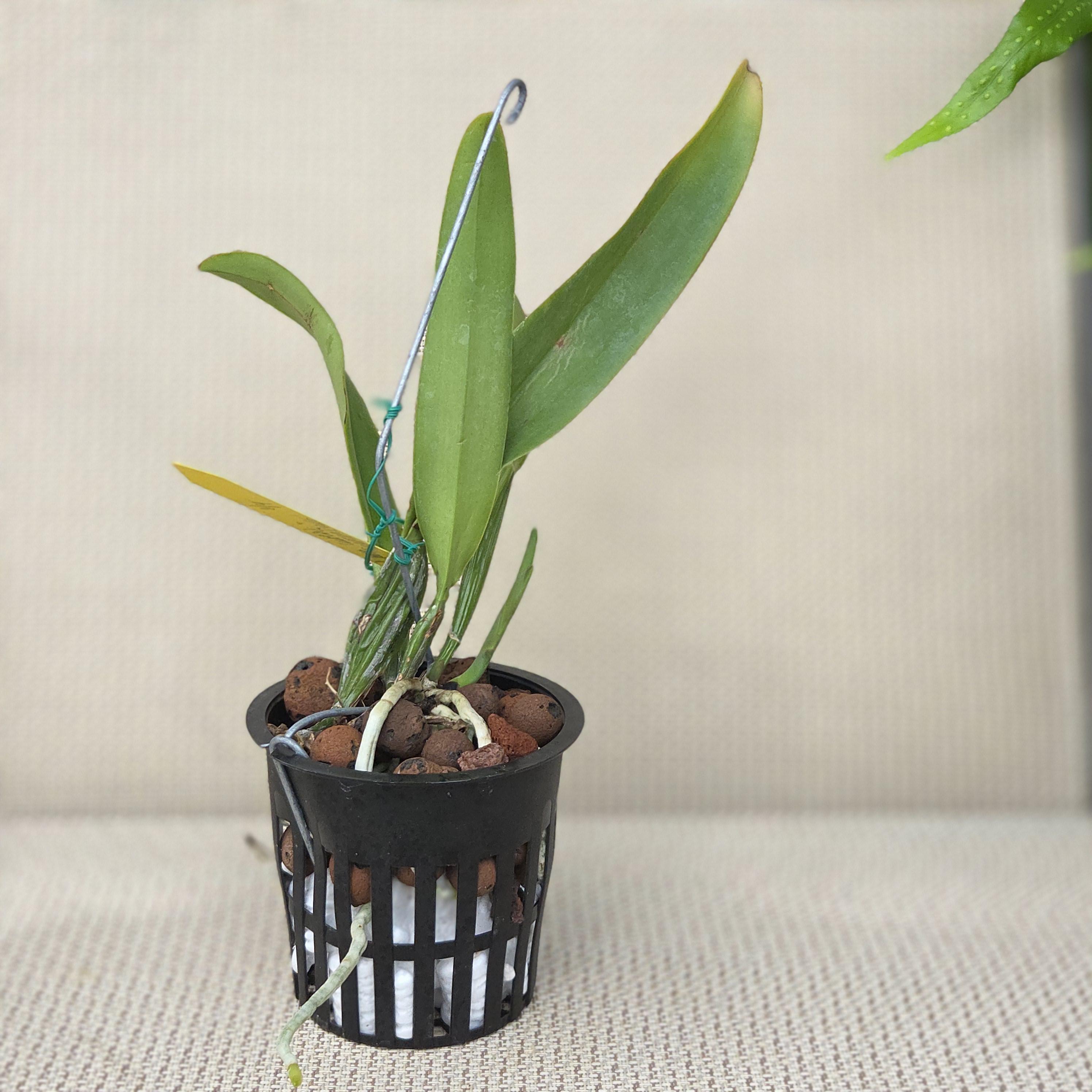 Cattleya percivaliana aurea 'Rapturevine' – Image 2
