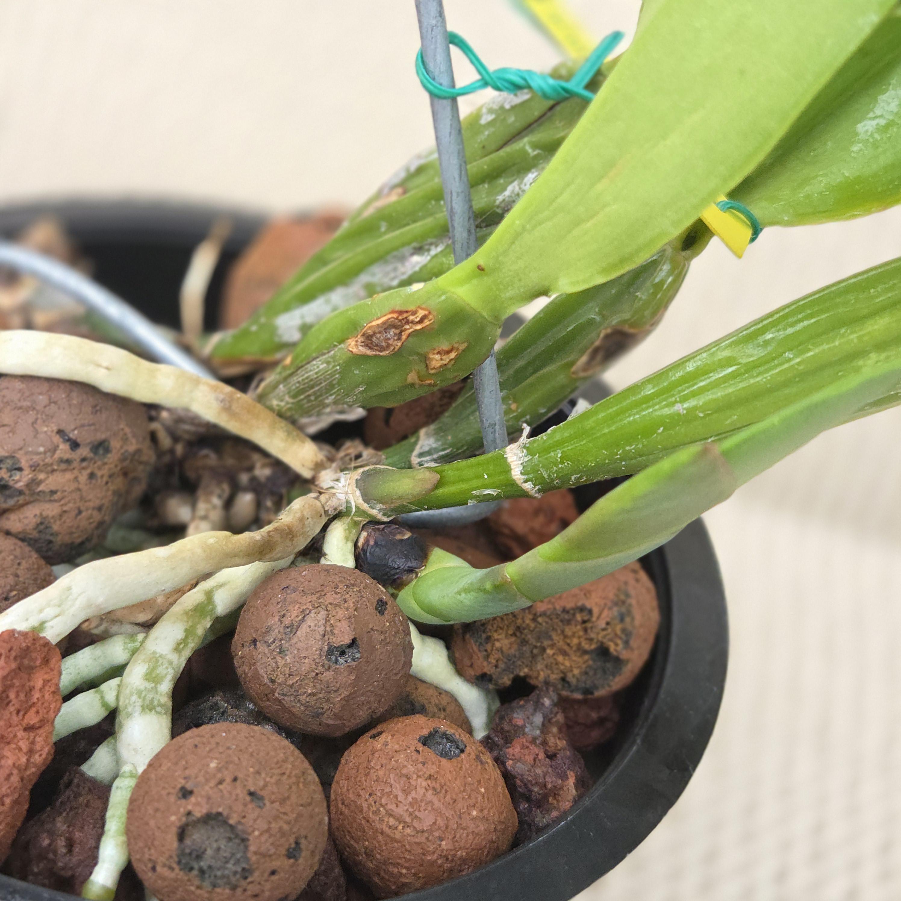 Cattleya percivaliana aurea 'Rapturevine' – Image 4