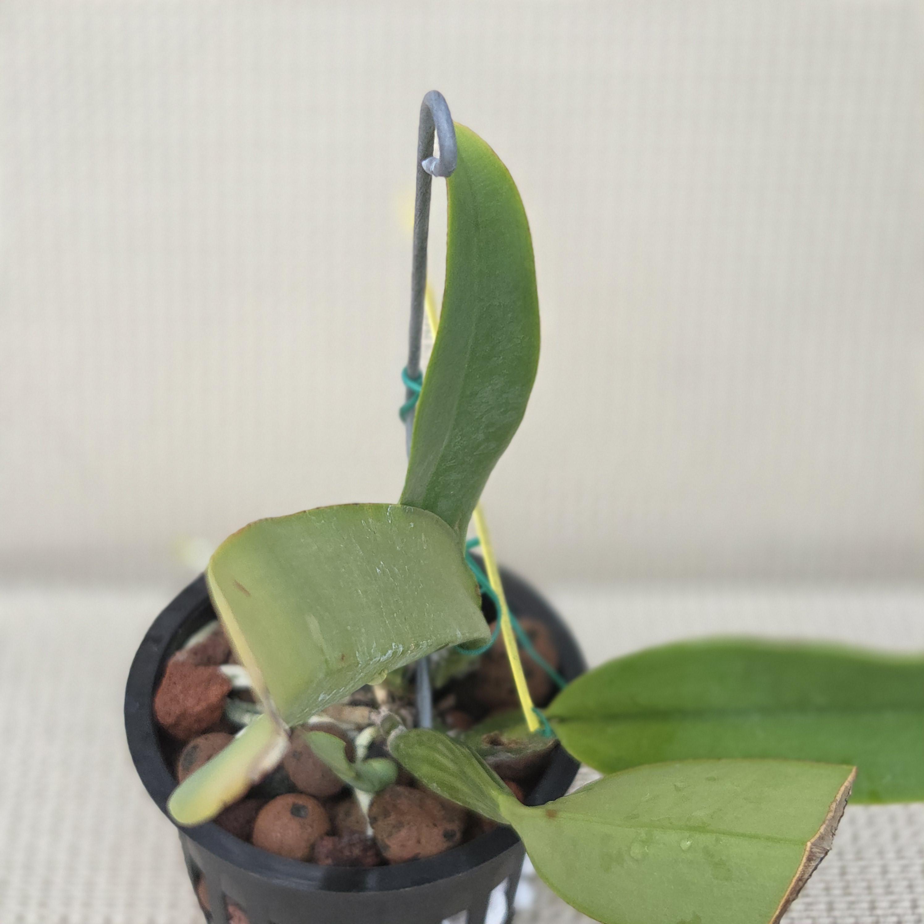 Cattleya percivaliana aurea 'Rapturevine' – Image 5