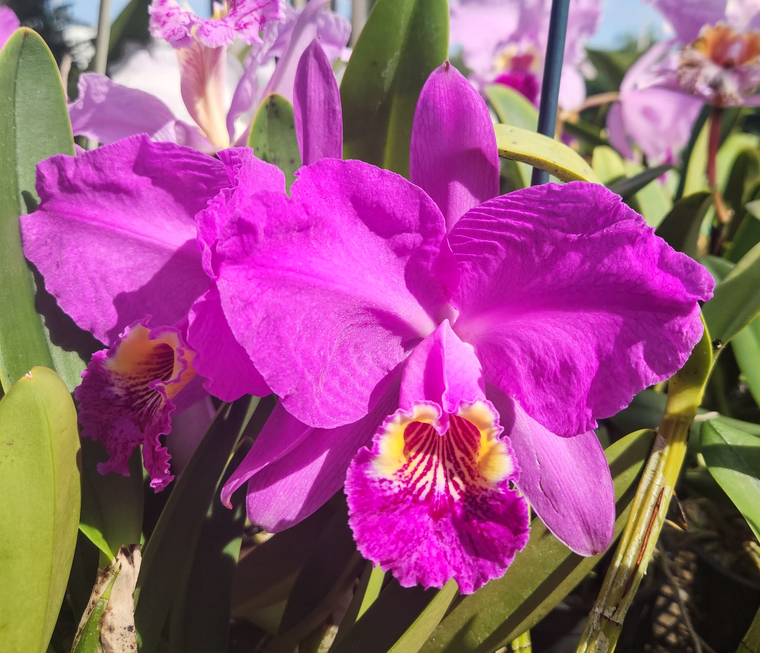 Cattleya lueddemanniana #3610 – Image 1