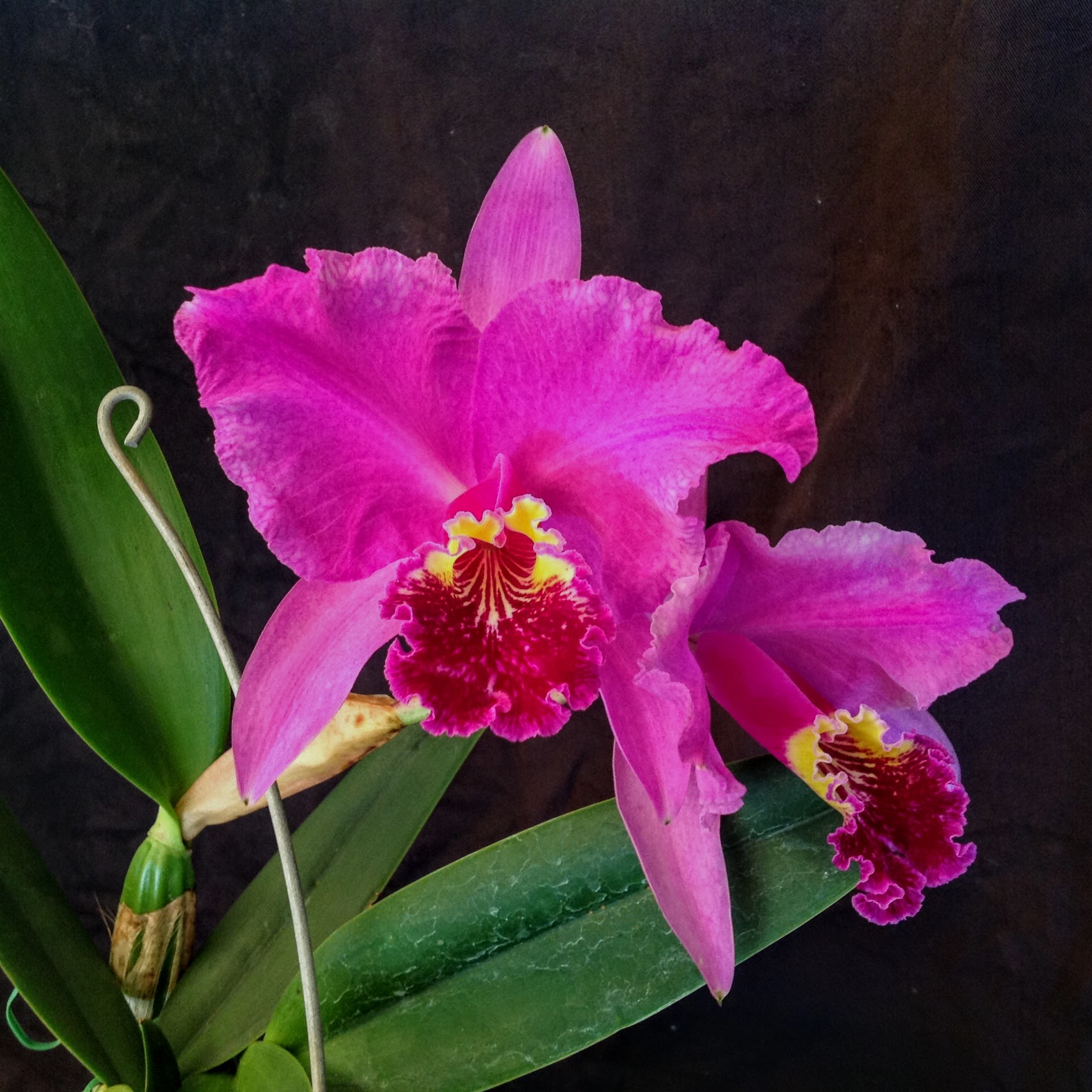 Cattleya lueddemanniana #8-1 – Image 1