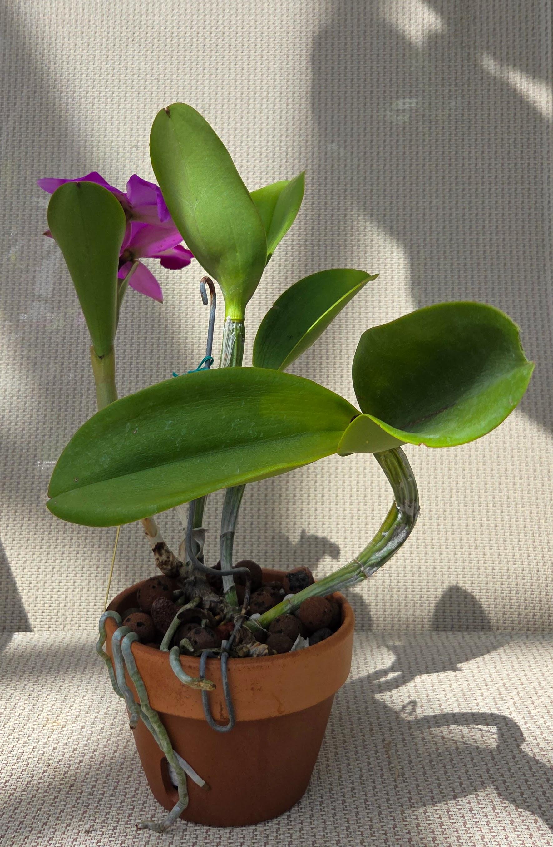 Cattleya violacea 'Tsiku Taiwan' – Image 3