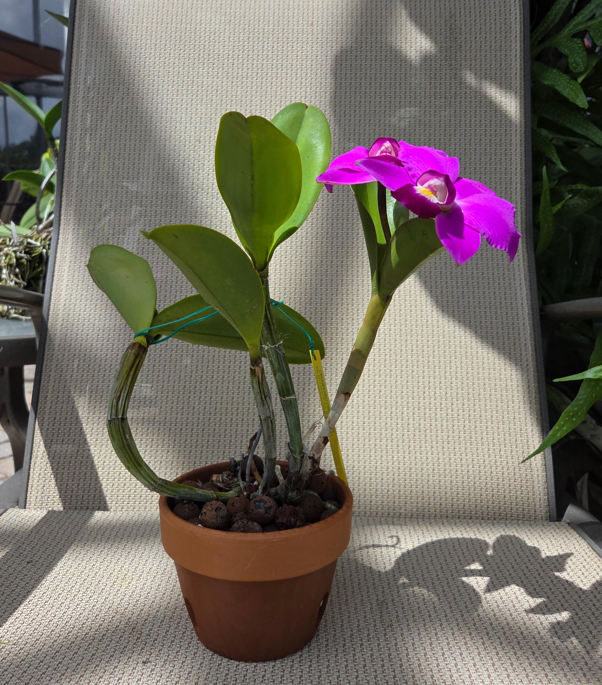 Cattleya violacea 'Tsiku Taiwan' – Image 2