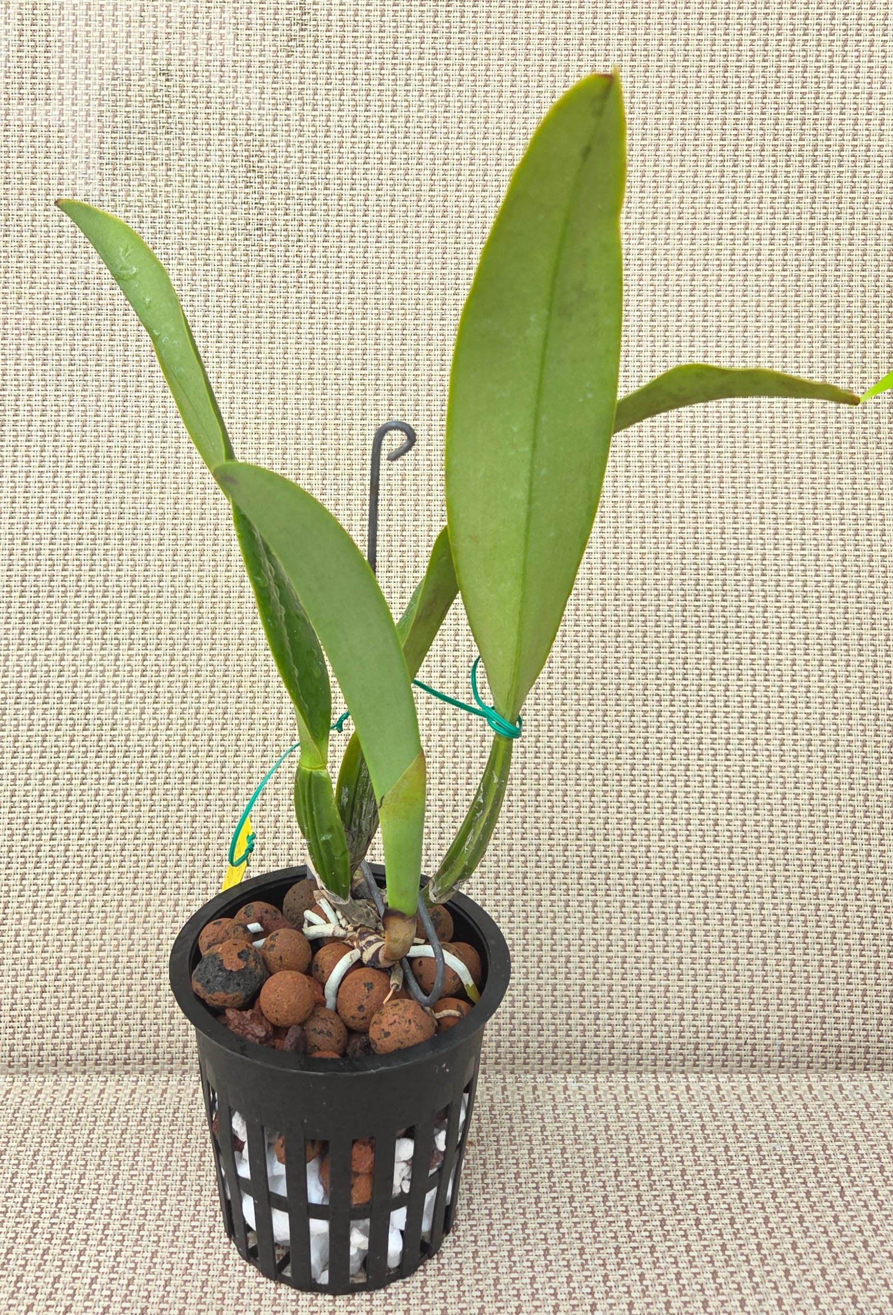 Cattleya trianae flamea 'Resplandor' – Image 3