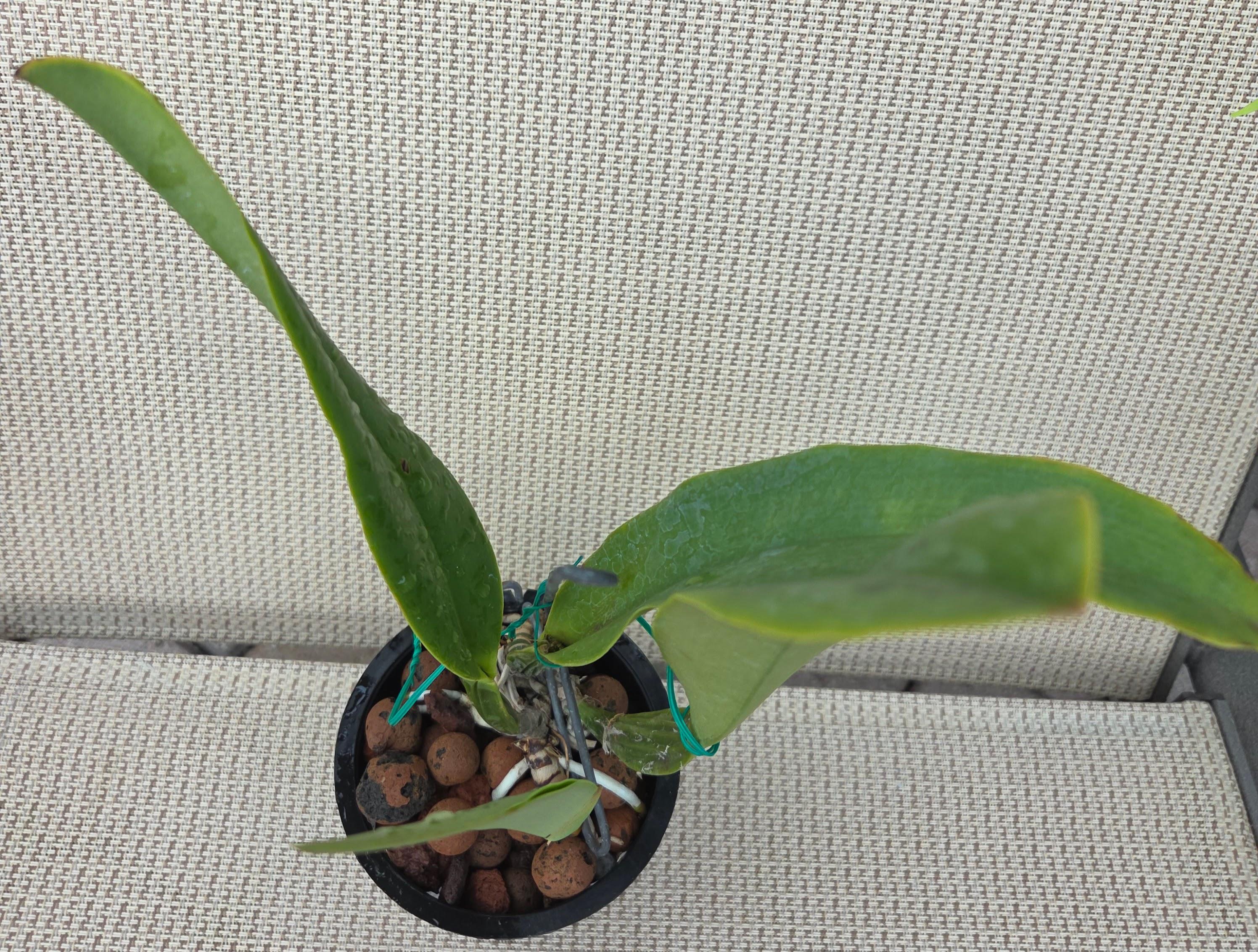 Cattleya trianae flamea 'Resplandor' – Image 5