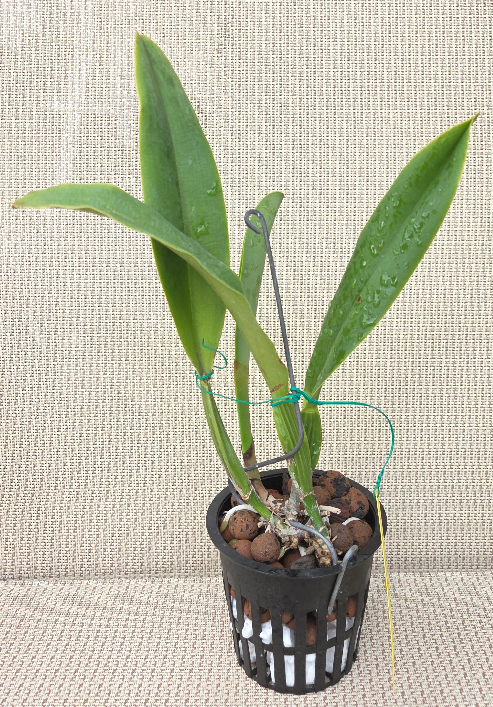 Cattleya trianae flamea 'Resplandor' – Image 2