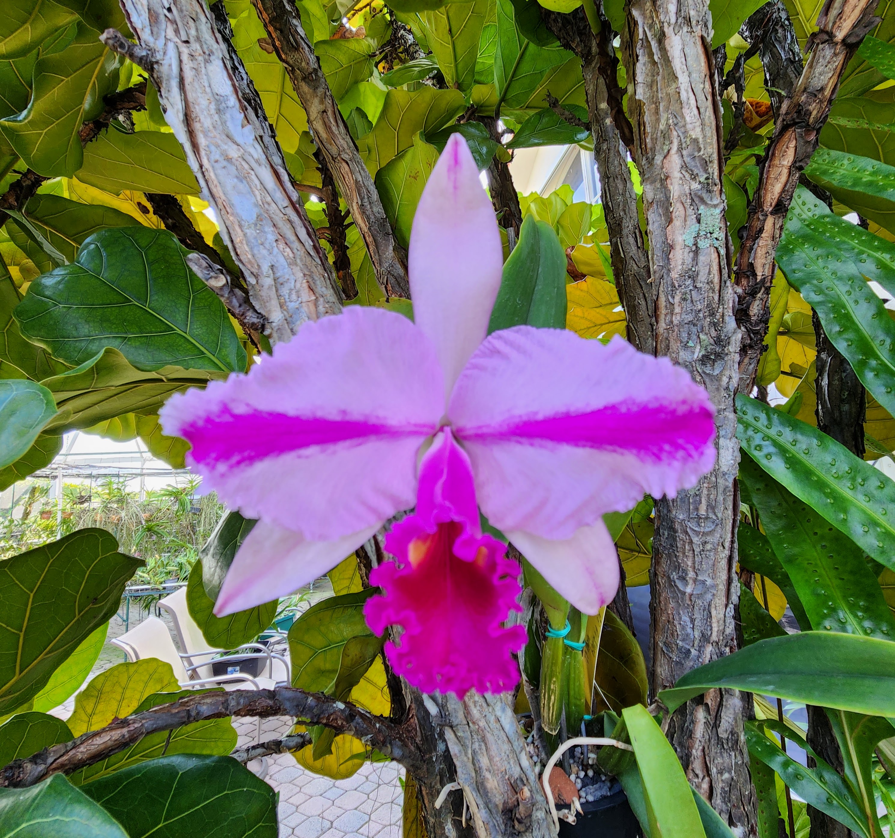 Cattleya trianae flamea 'Resplandor' – Image 1
