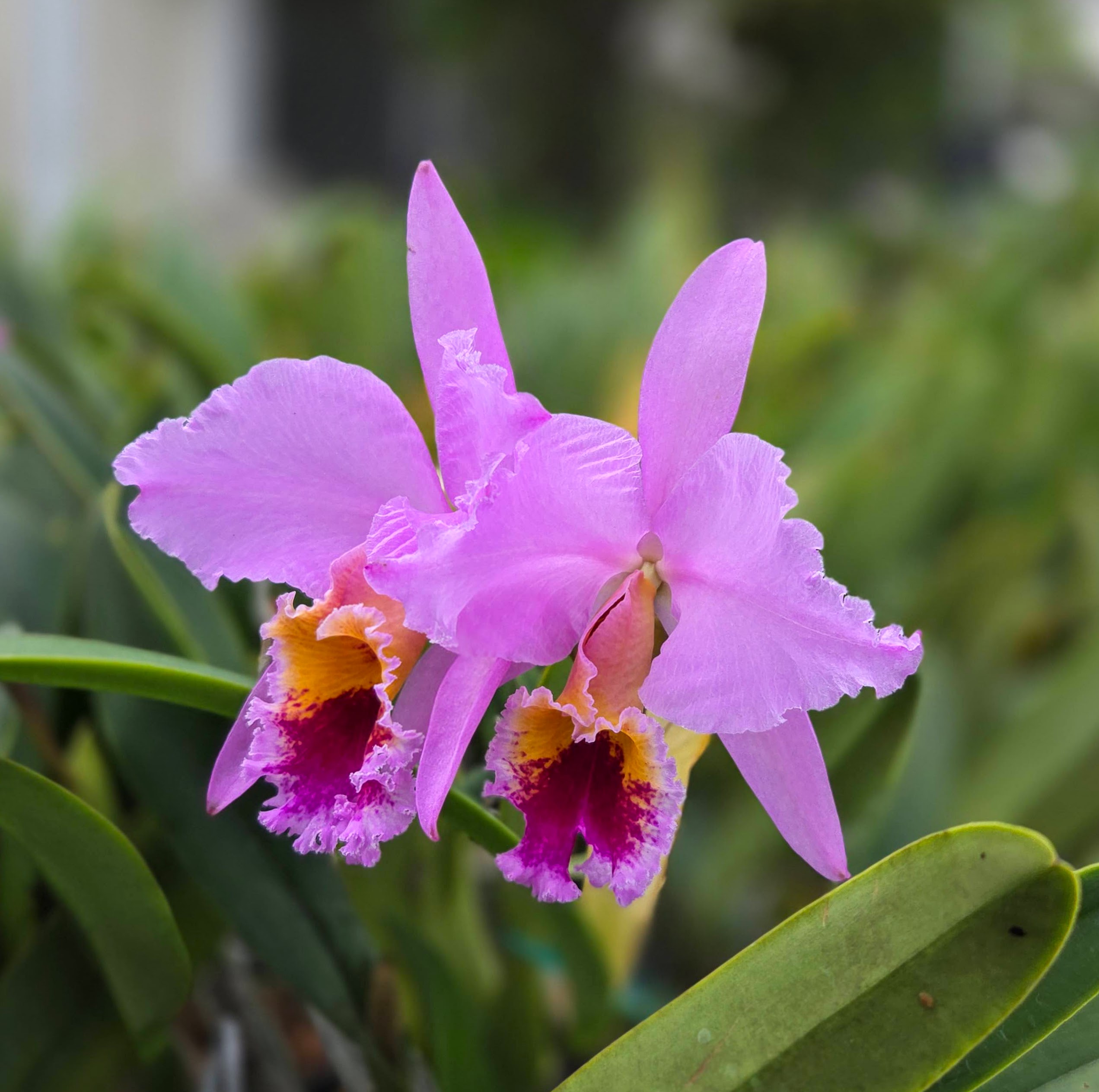 Cattleya percivaliana 'Mi Pueblo' – Image 2