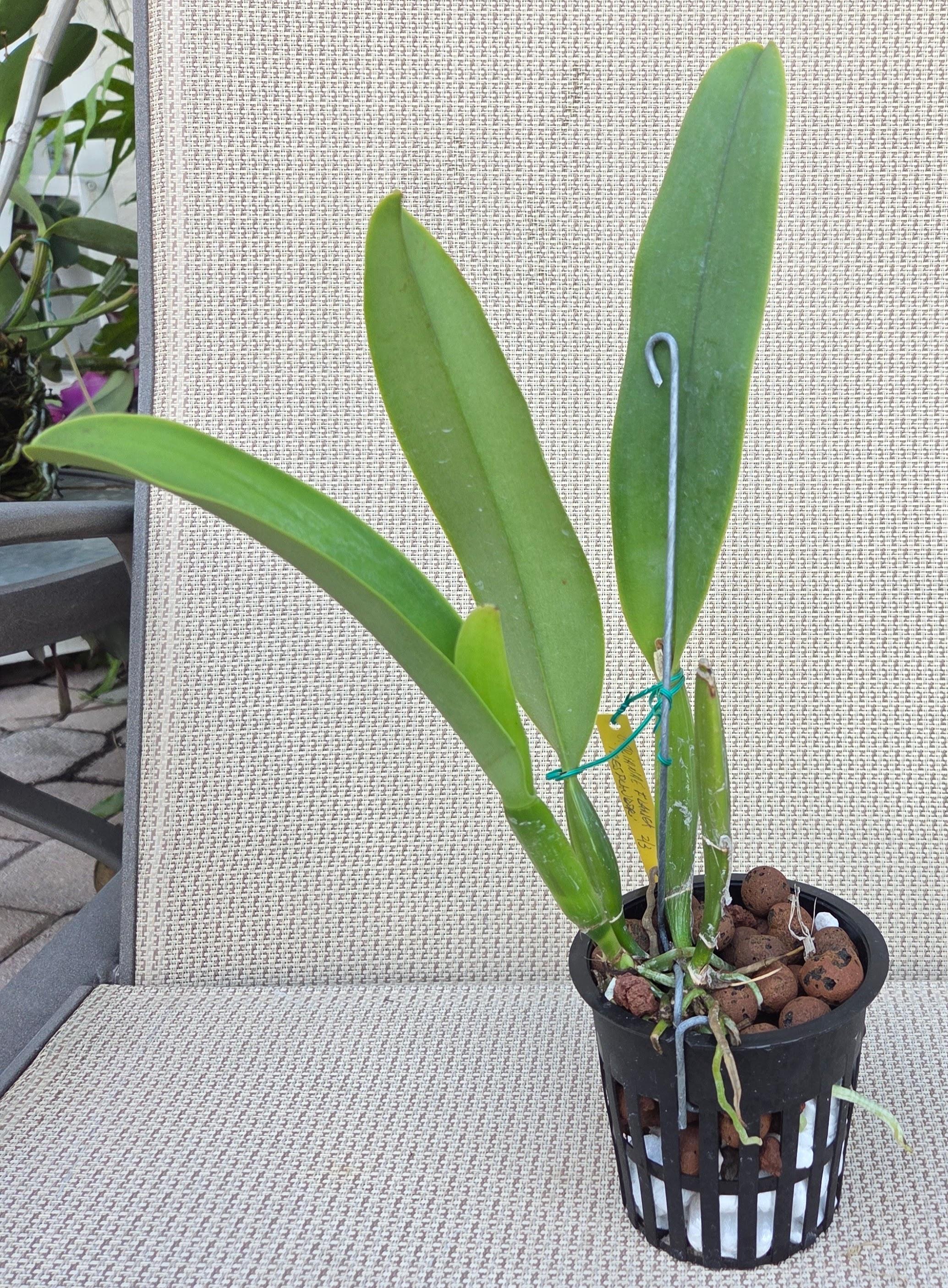 Cattleya trianae flamea 'Resplandor' – Image 2