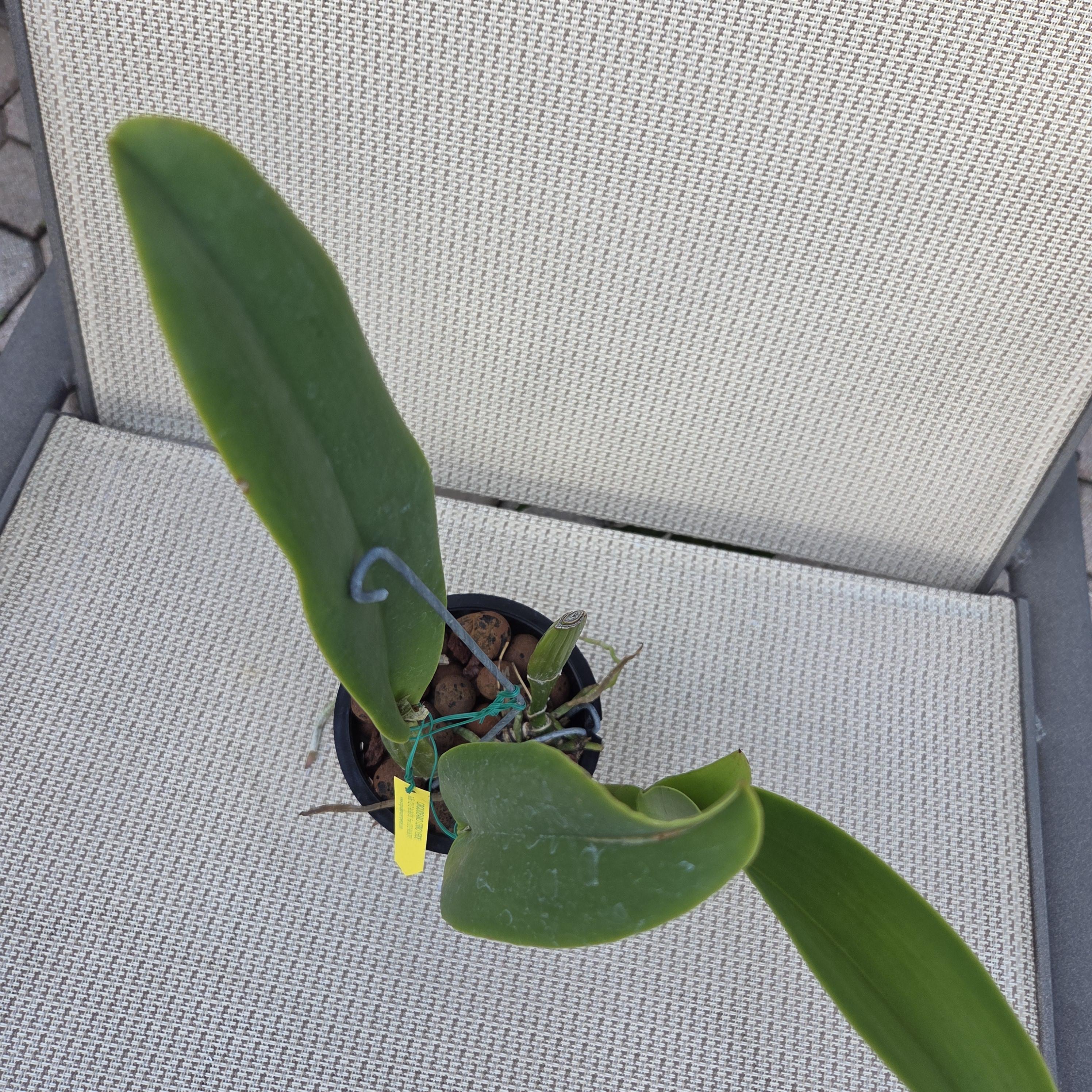 Cattleya trianae flamea 'Resplandor' – Image 6
