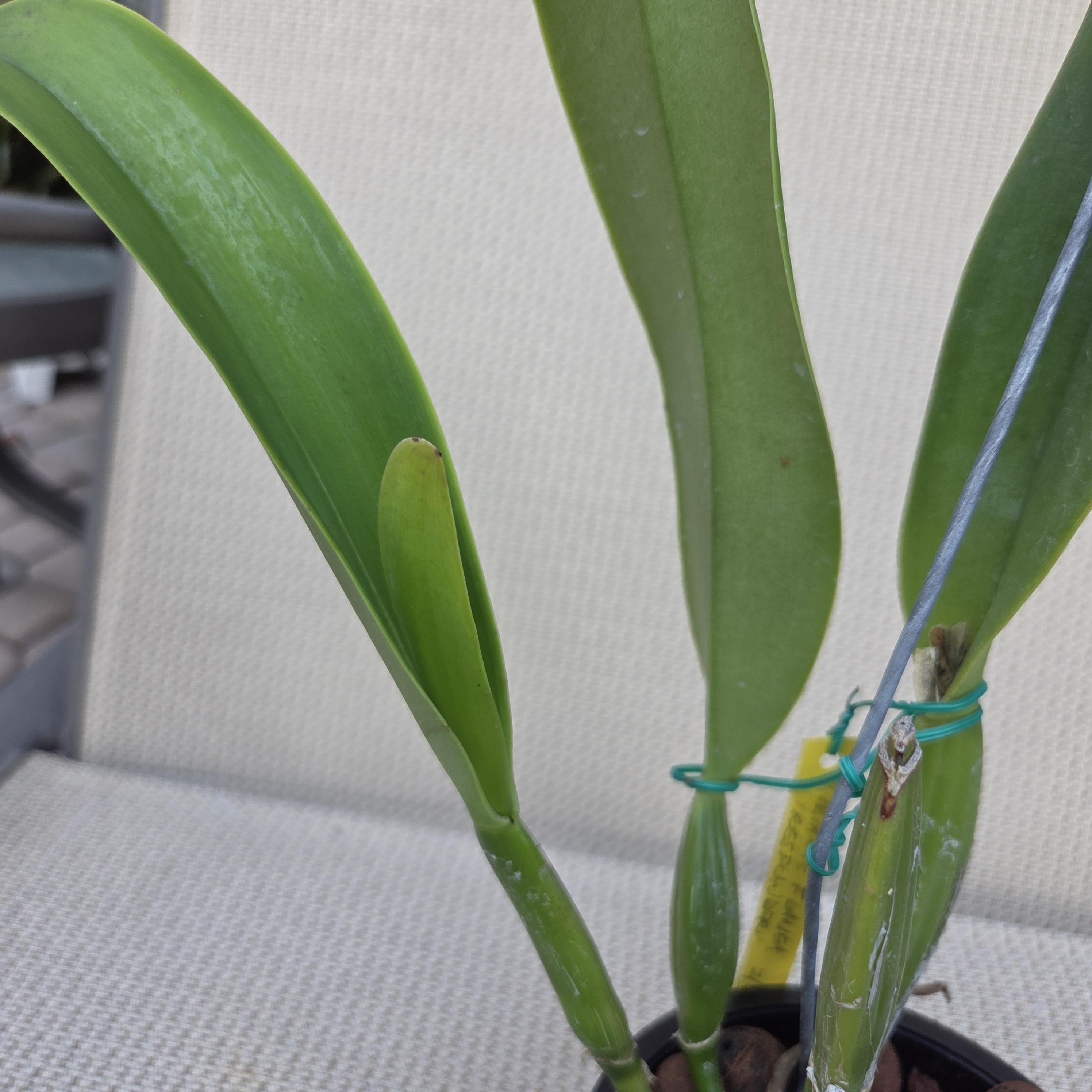 Cattleya trianae flamea 'Resplandor' – Image 3
