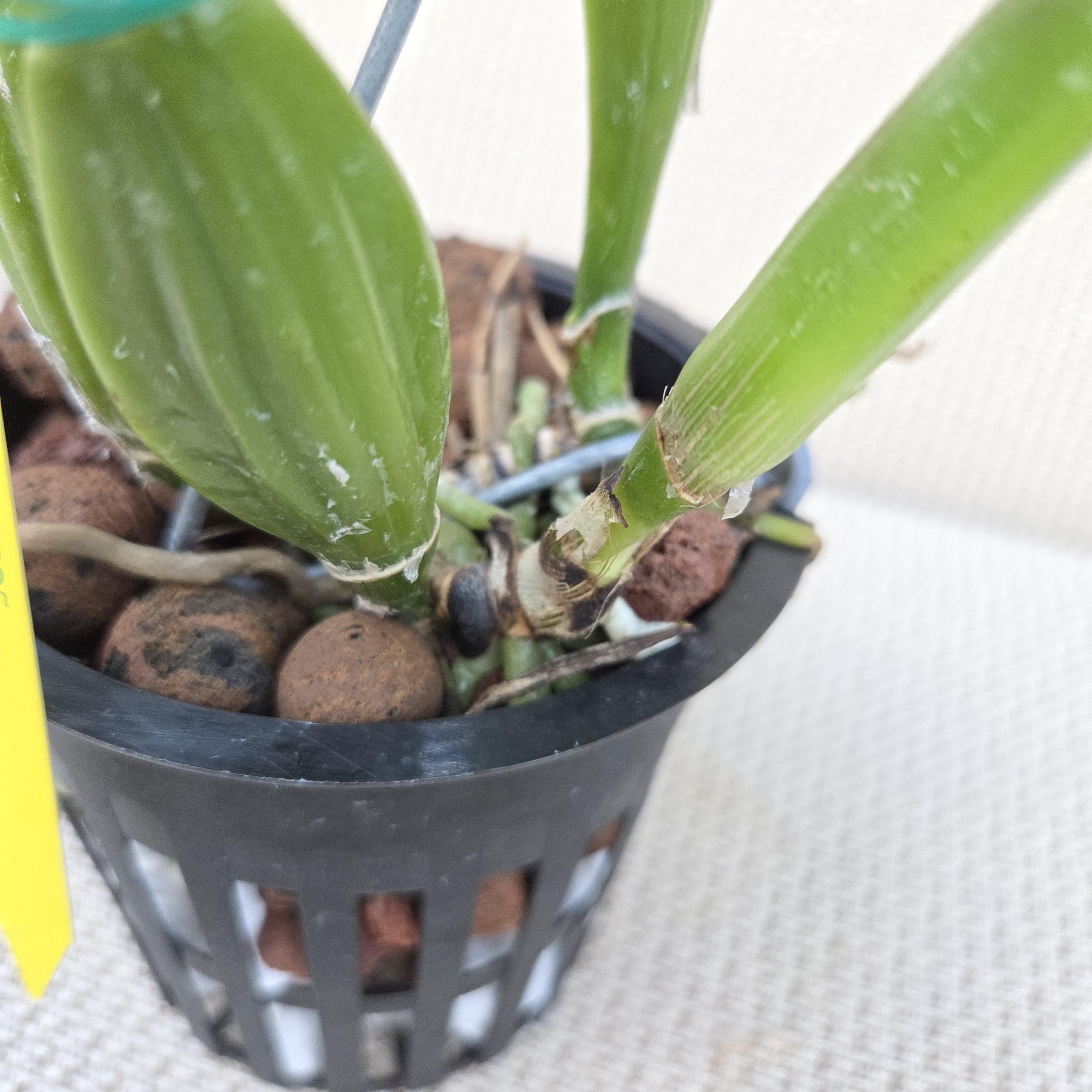 Cattleya trianae flamea 'Resplandor' – Image 4