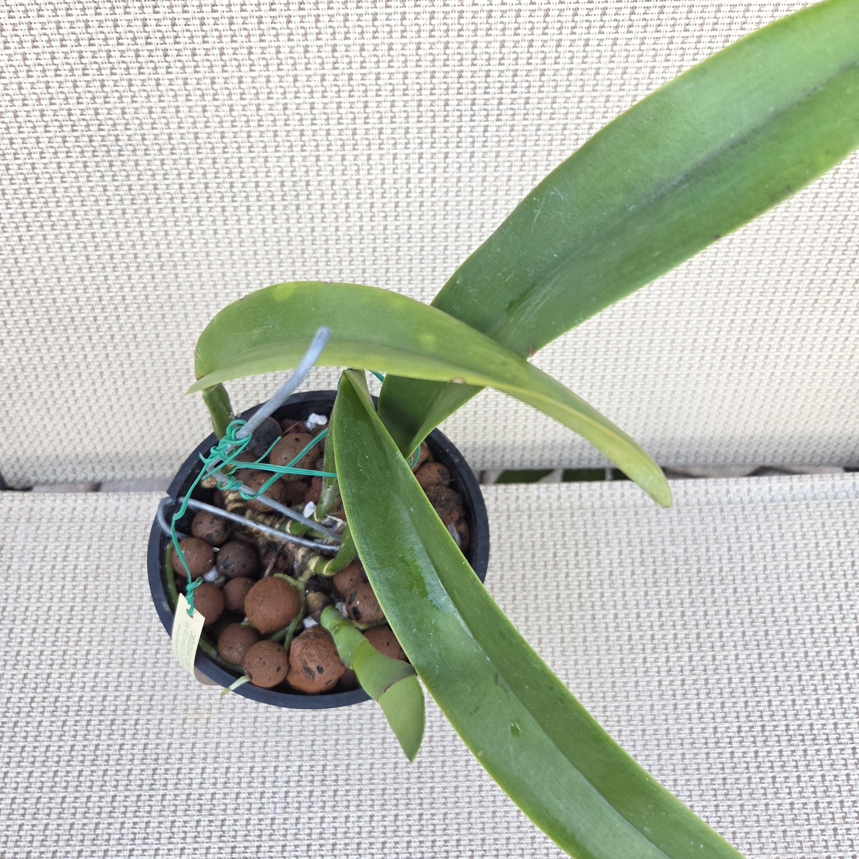 Cattleya trianae 'Apollo' – Image 3