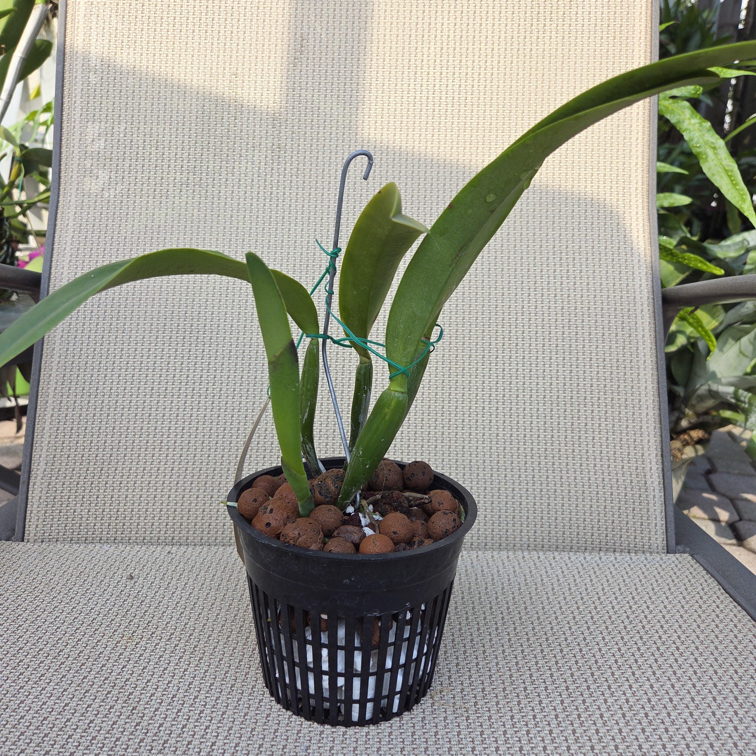 Cattleya trianae 'Apollo' – Image 2