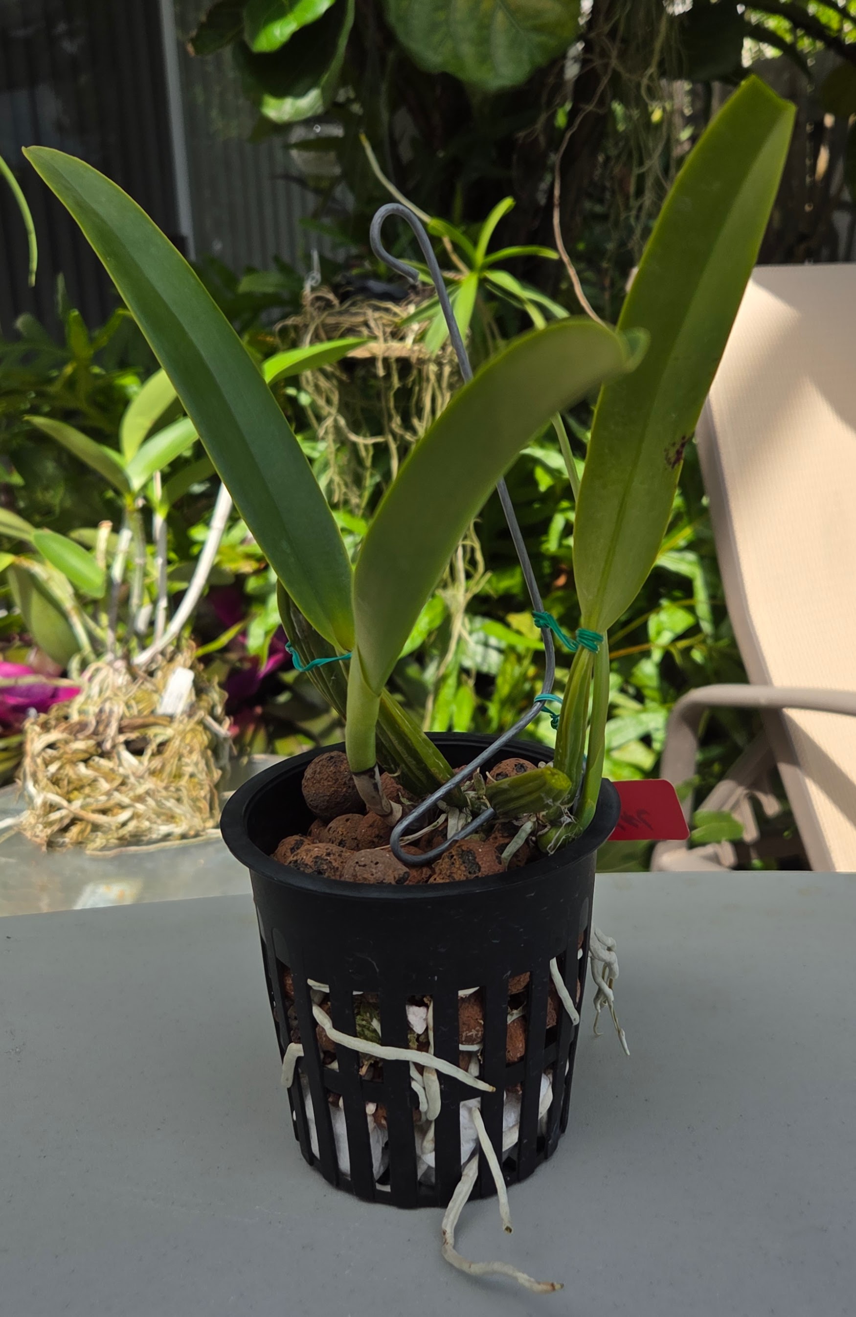 Cattleya percivaliana coerulea 'Loyal' – Image 2