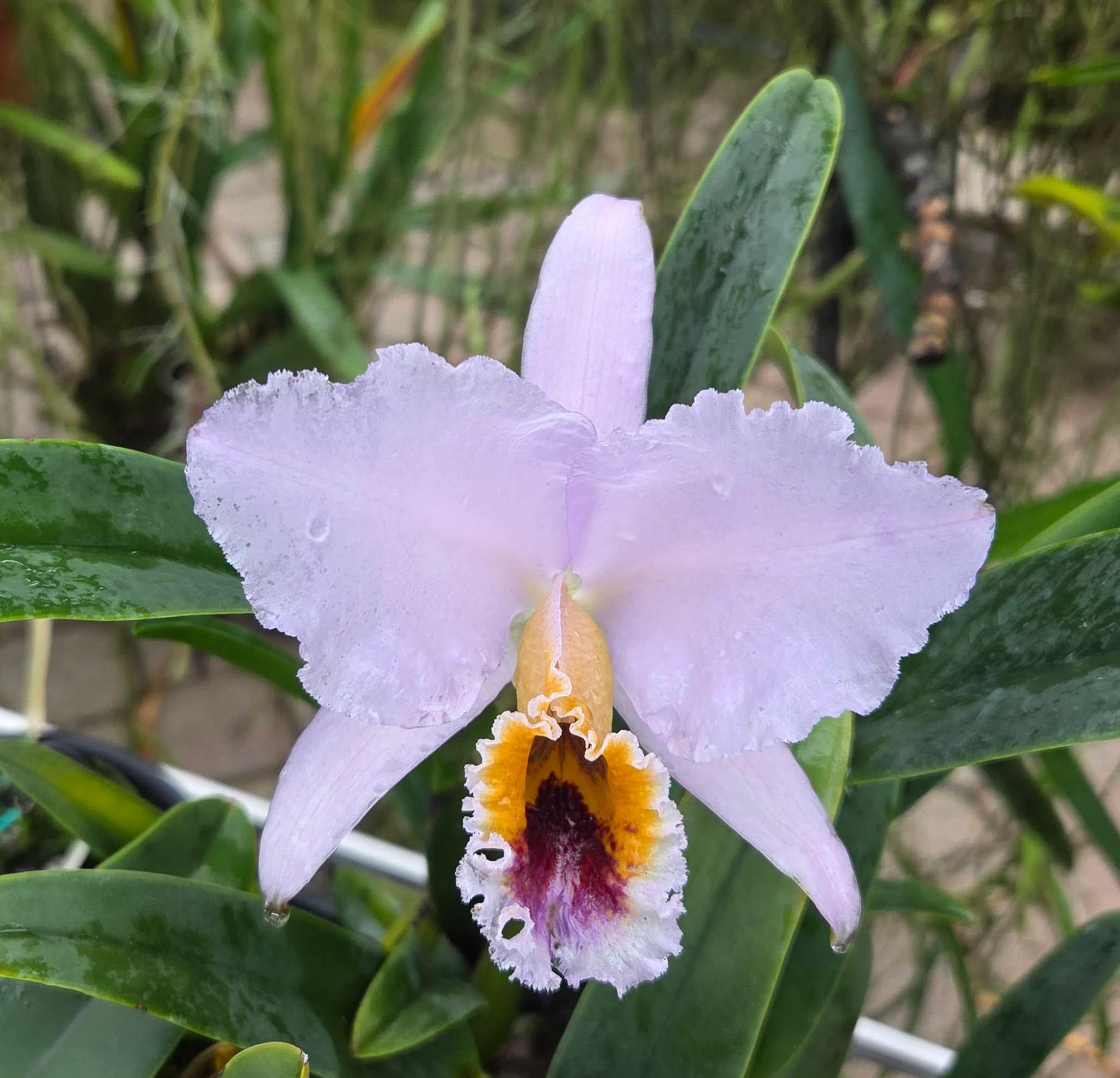 Cattleya percivaliana coerulea 'Loyal' – Image 1