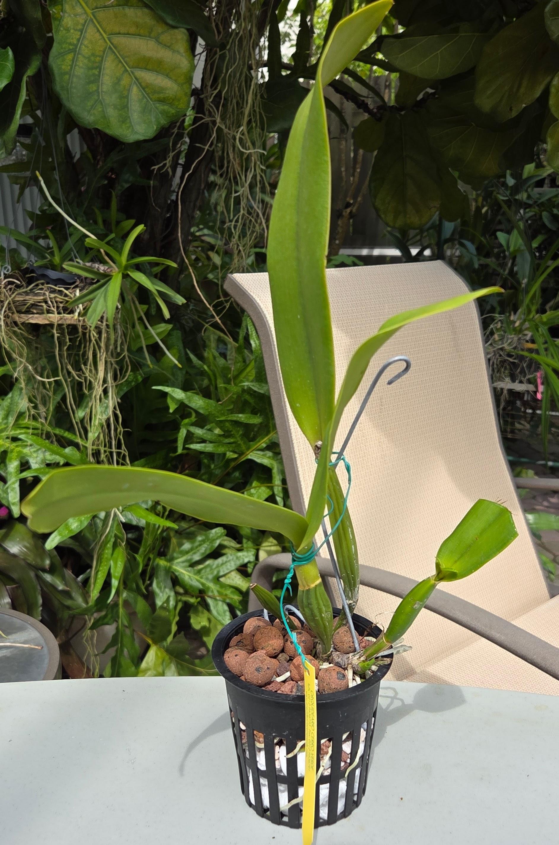 Cattleya trianae alba 'Broomhill's' – Image 2