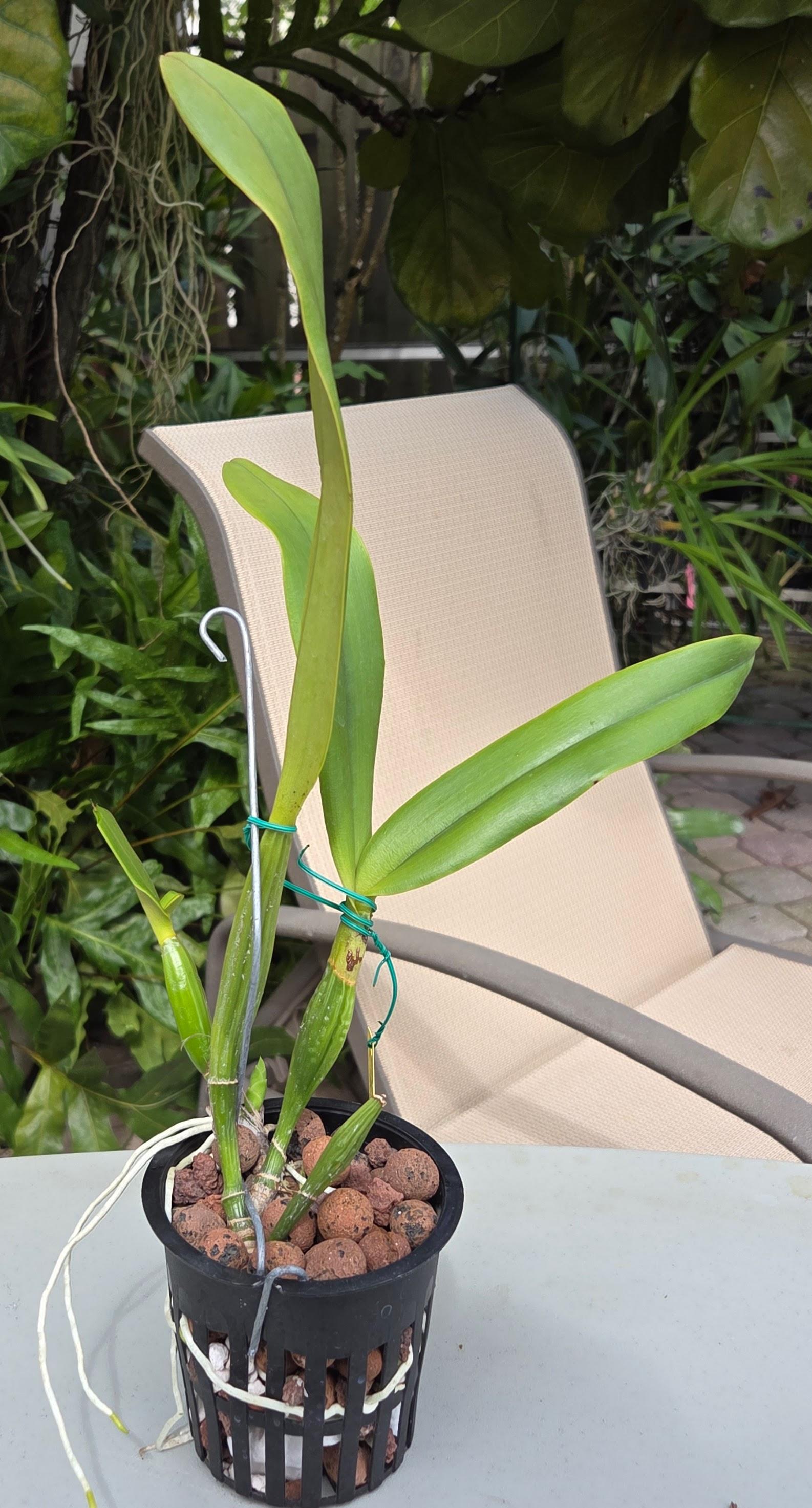 Cattleya trianae alba 'Broomhill's' – Image 3