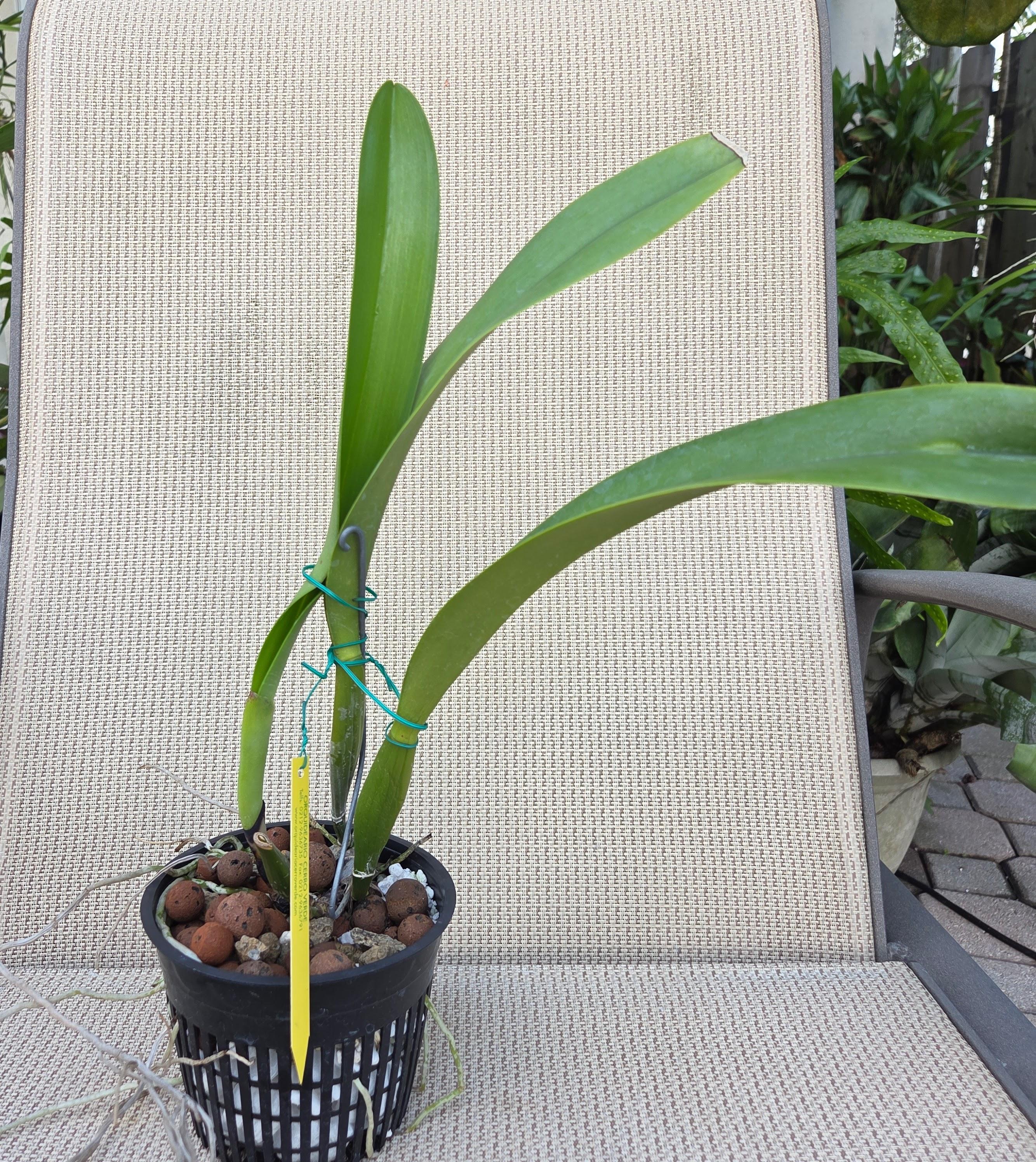 Cattleya warscewiczii semi alba 'Fernanda' – Image 3