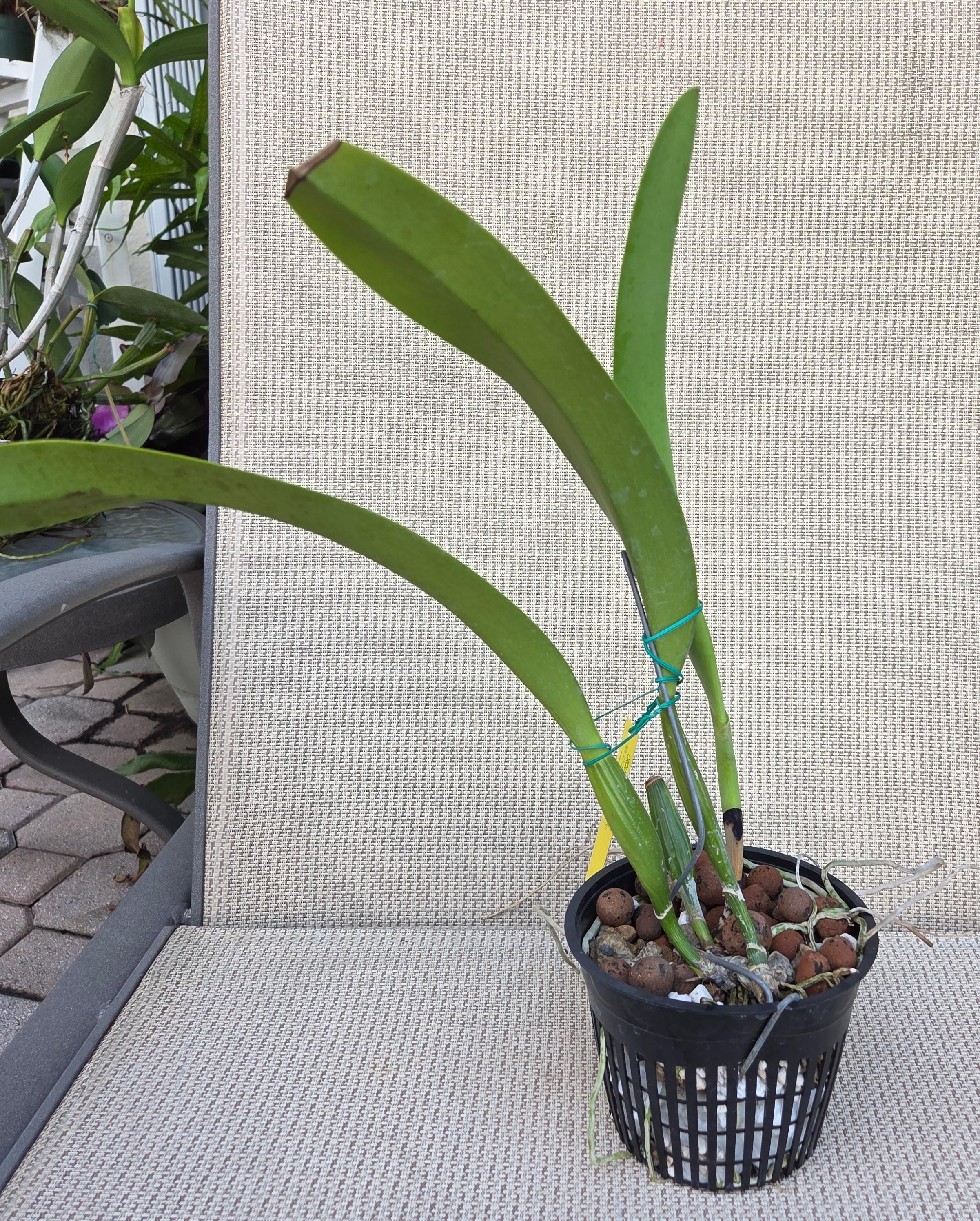 Cattleya warscewiczii semi alba 'Fernanda' – Image 4