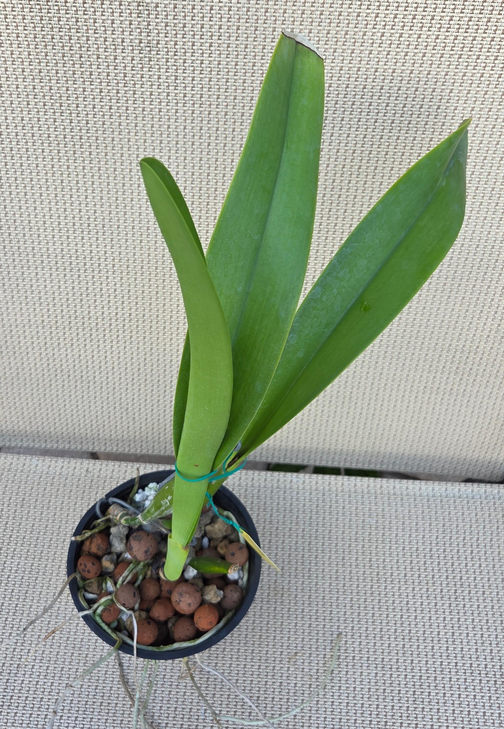 Cattleya warscewiczii semi alba 'Fernanda' – Image 6