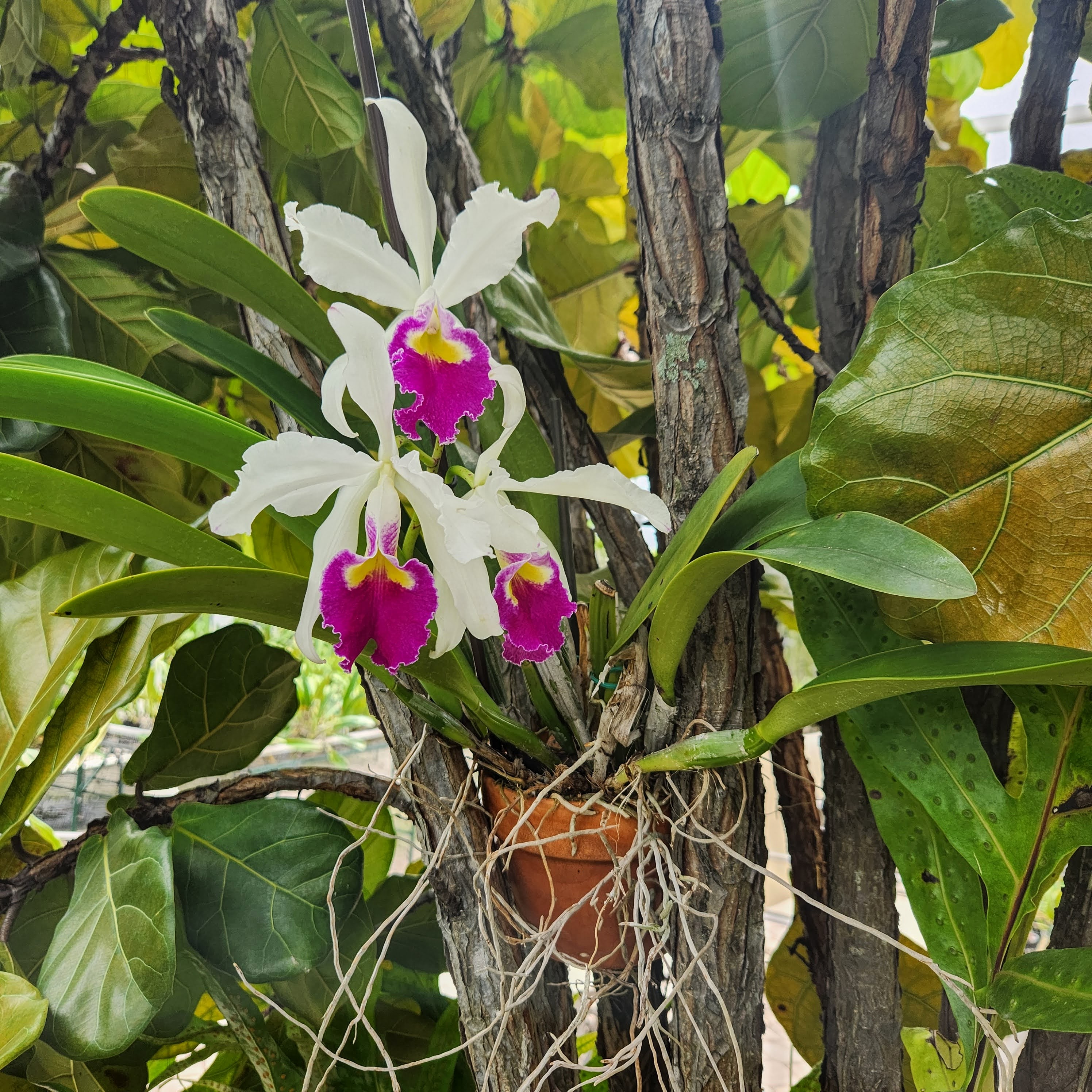 Cattleya warscewiczii semi alba 'Fernanda' – Image 2