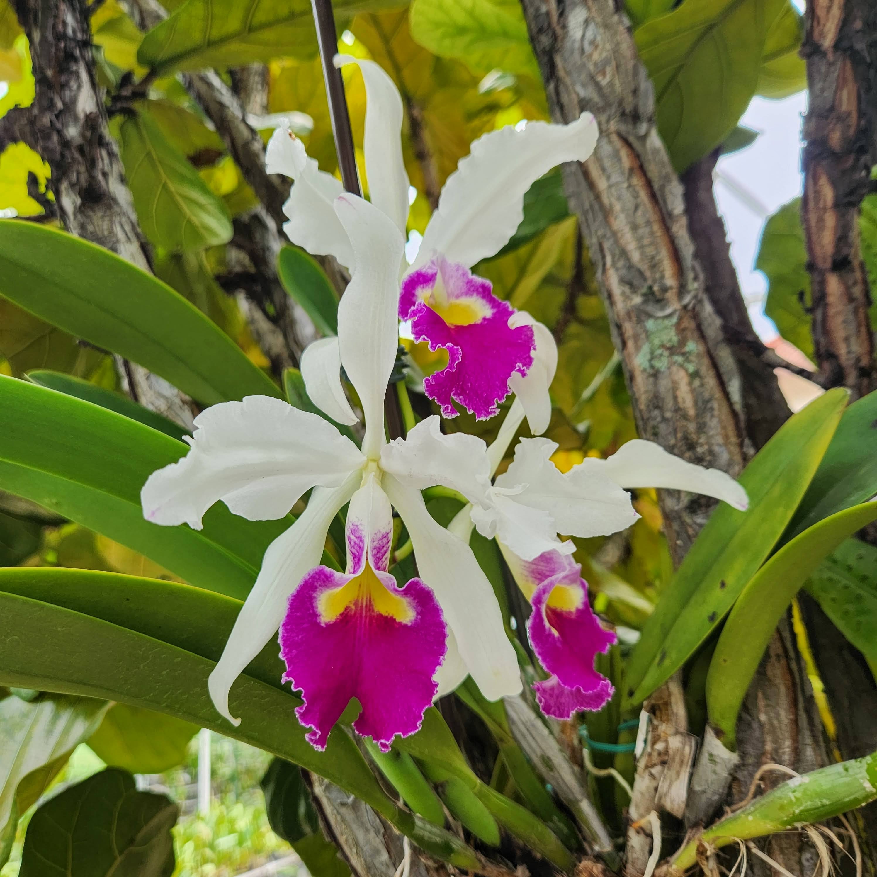 Cattleya warscewiczii semi alba 'Fernanda' – Image 1
