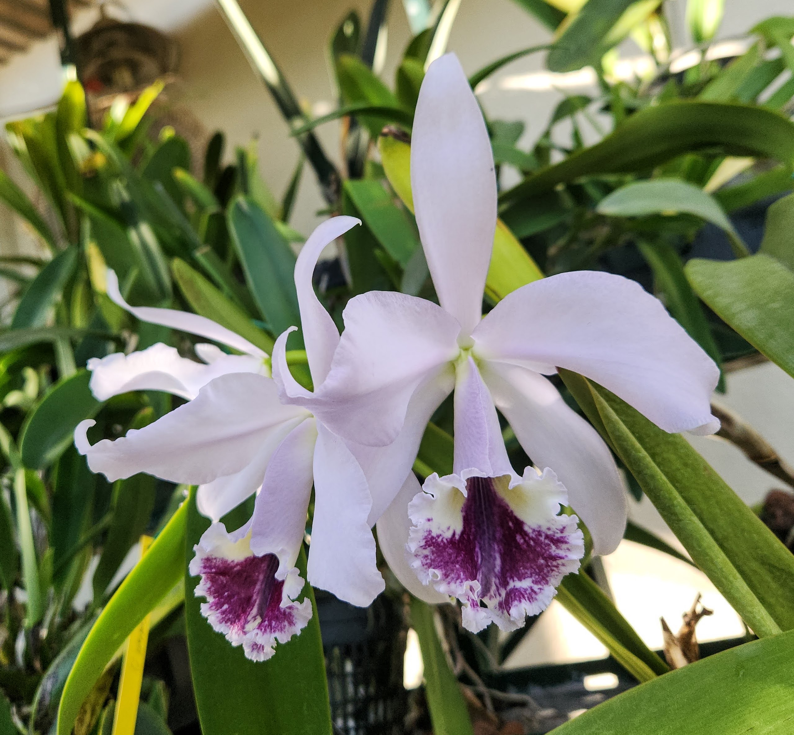 Cattleya labiata coerulea – Image 3