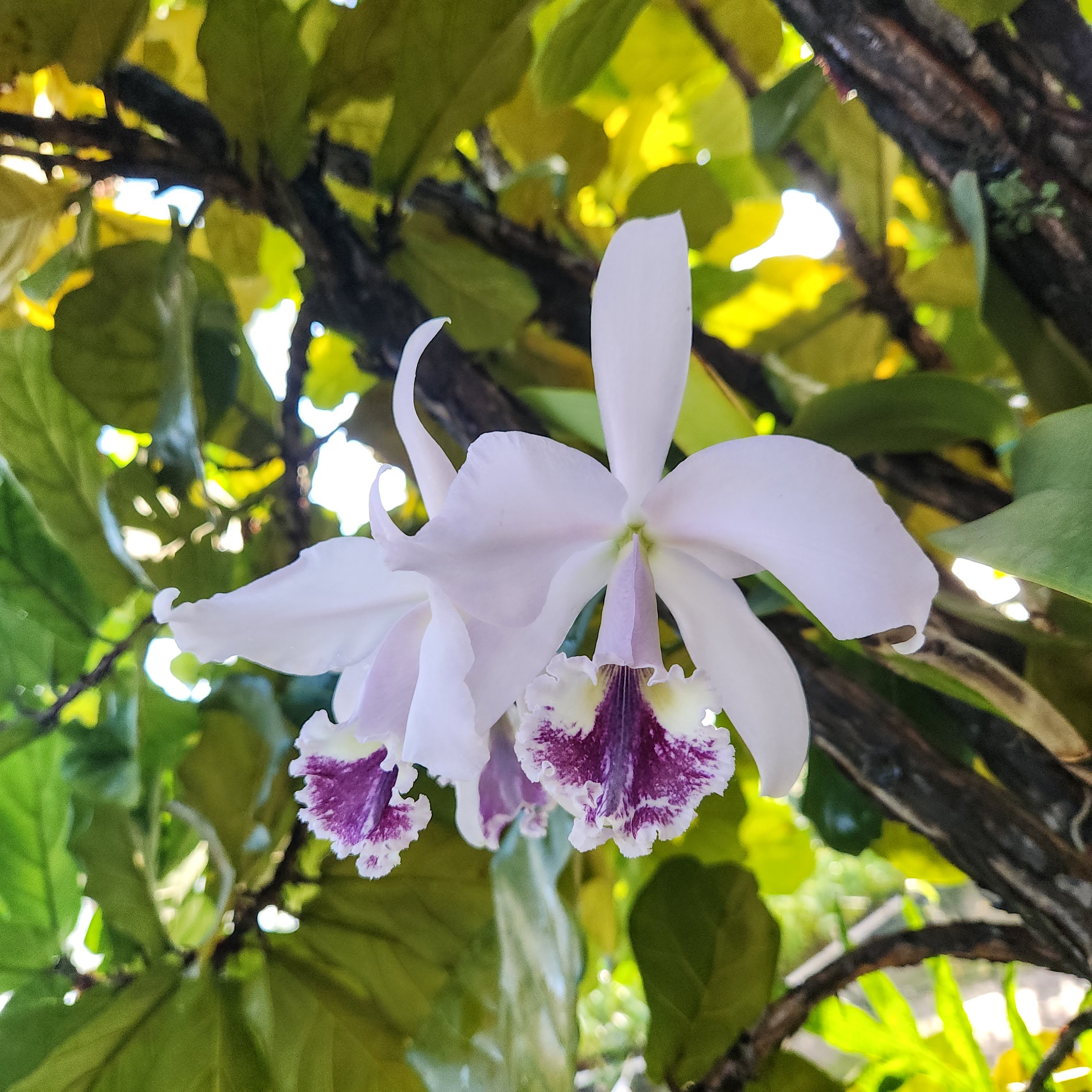 Cattleya labiata coerulea – Image 2