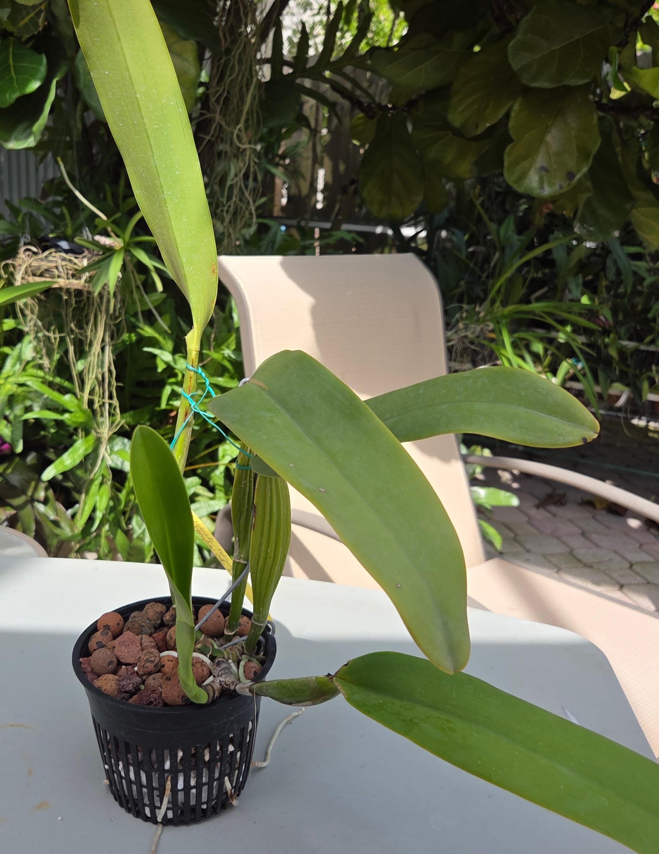 Cattleya labiata coerulea – Image 5