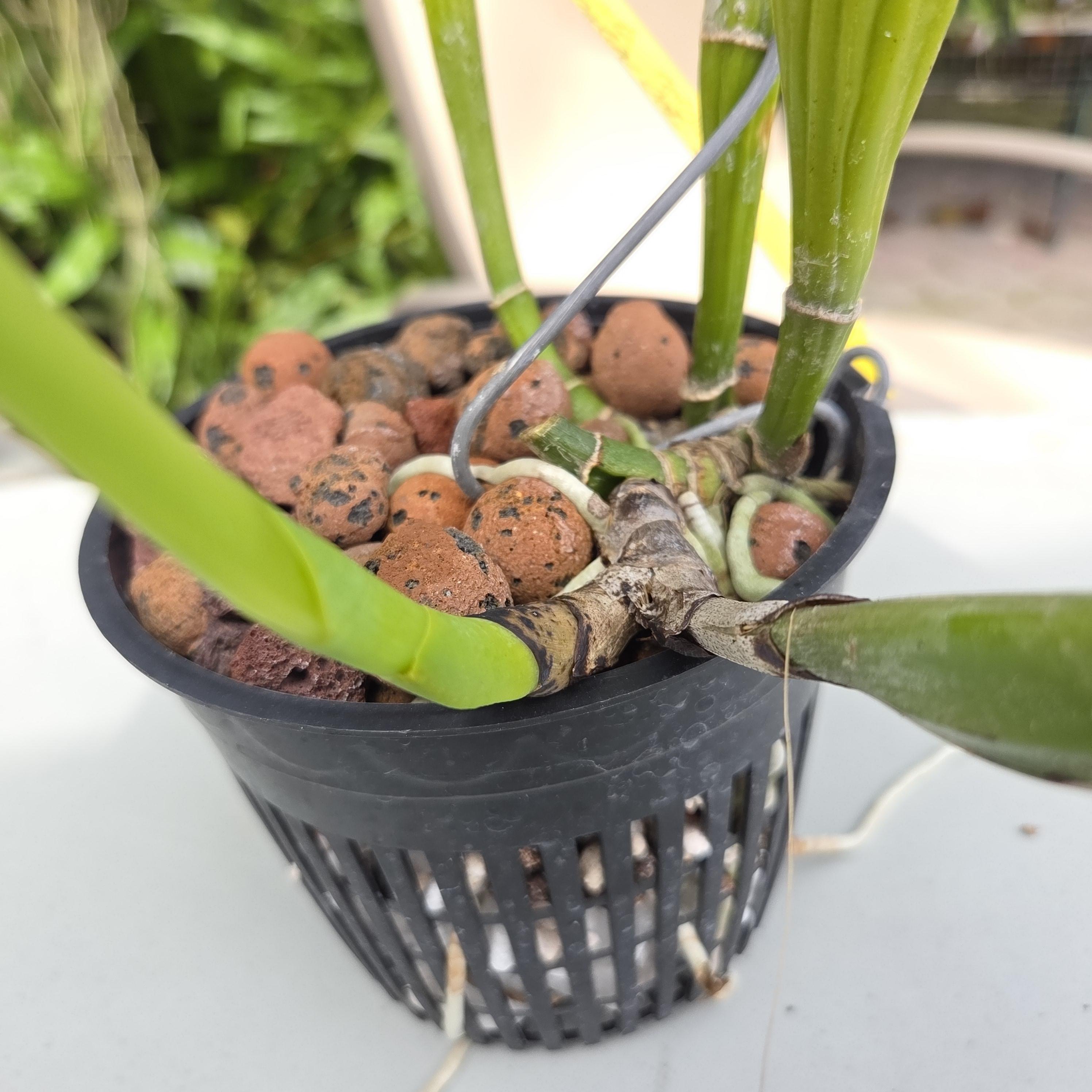Cattleya labiata coerulea – Image 6