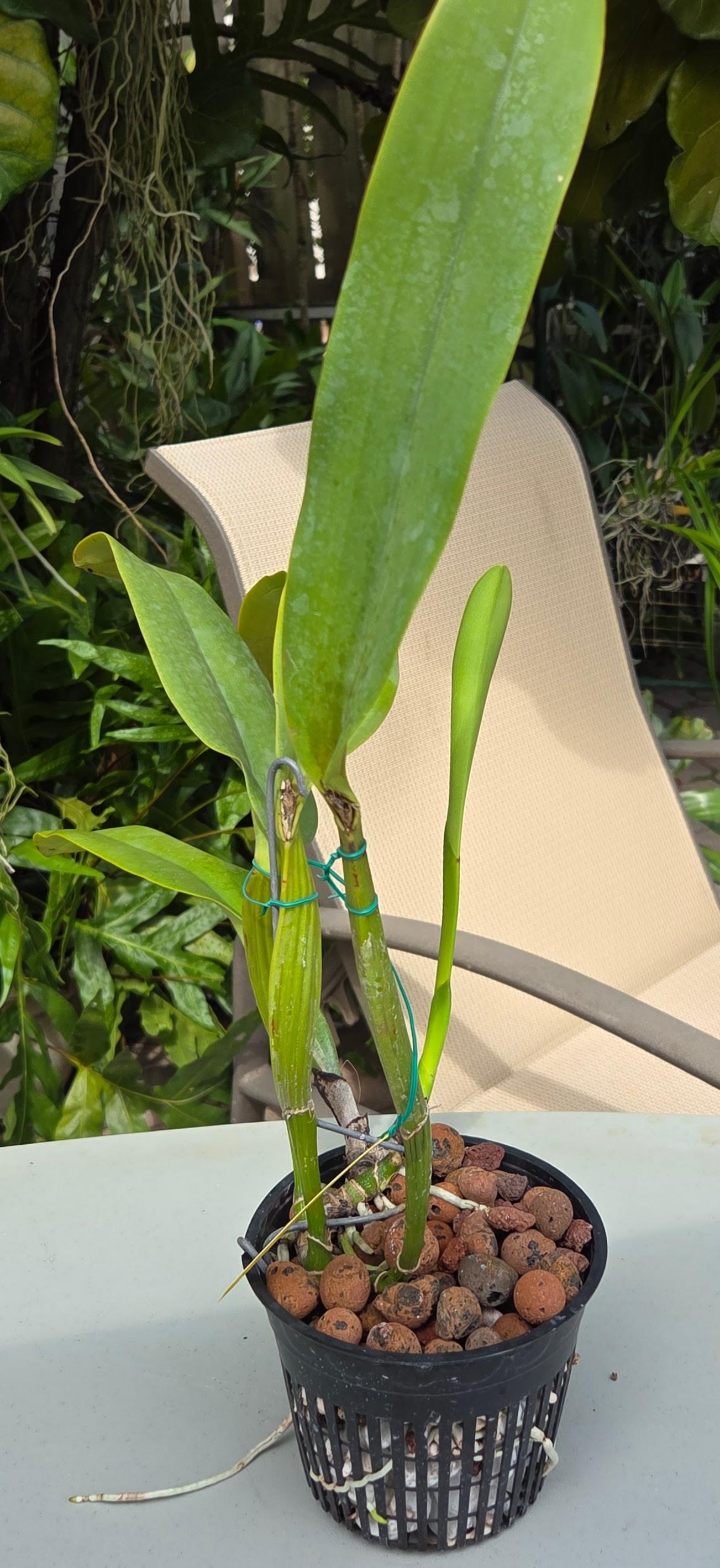 Cattleya labiata coerulea – Image 4