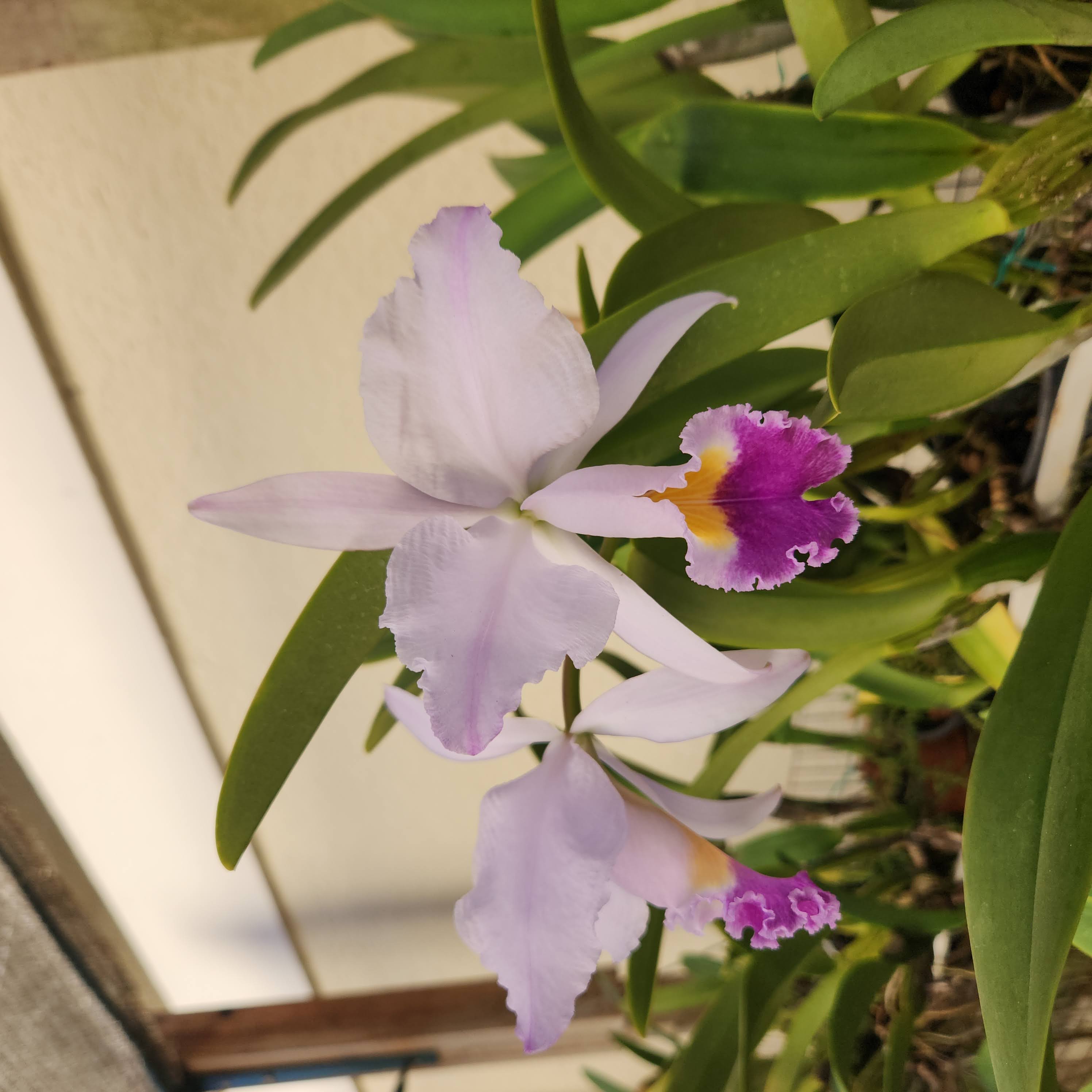 Cattleya trianae coerulea 'Bluebell' – Image 2