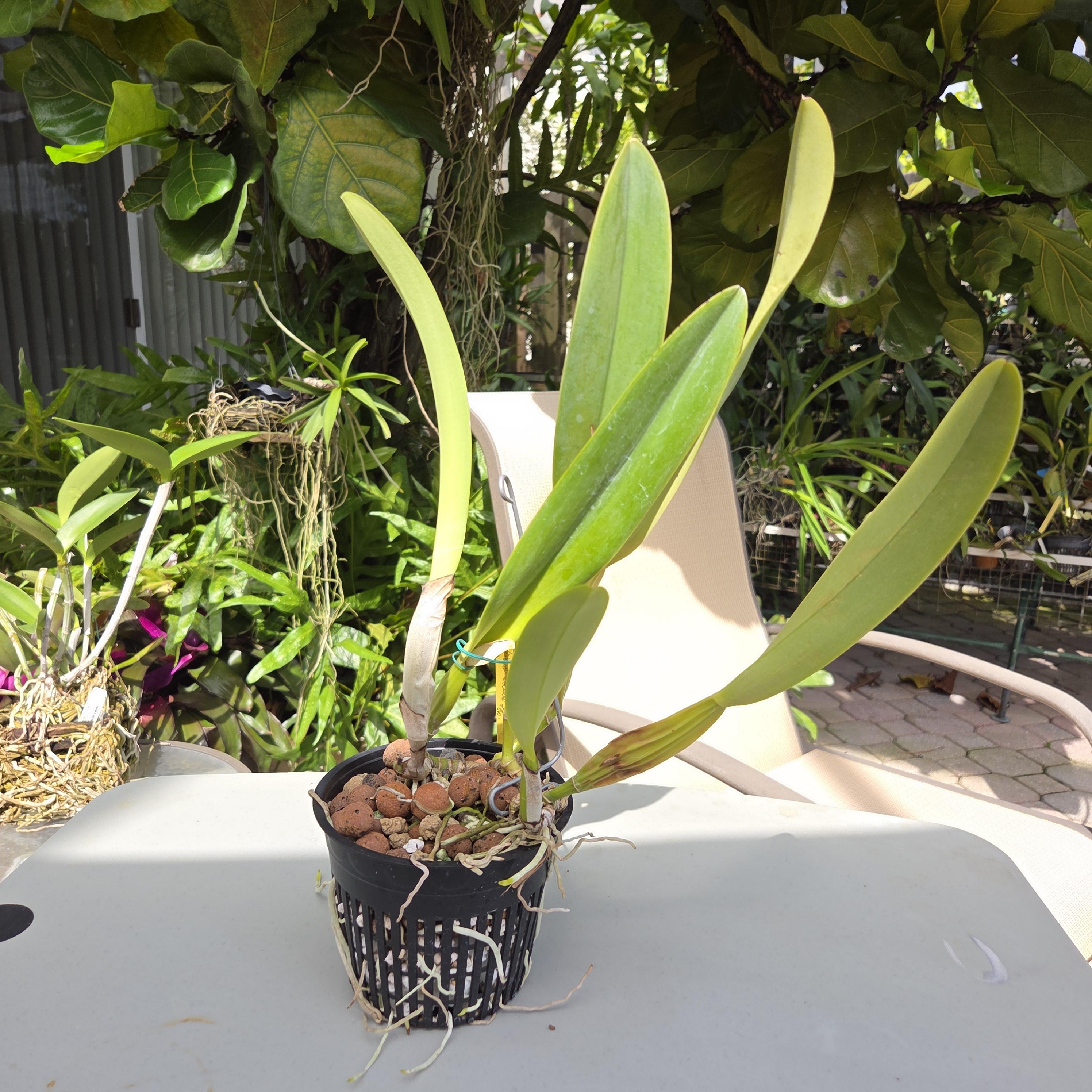 Cattleya trianae coerulea 'Bluebell' – Image 4
