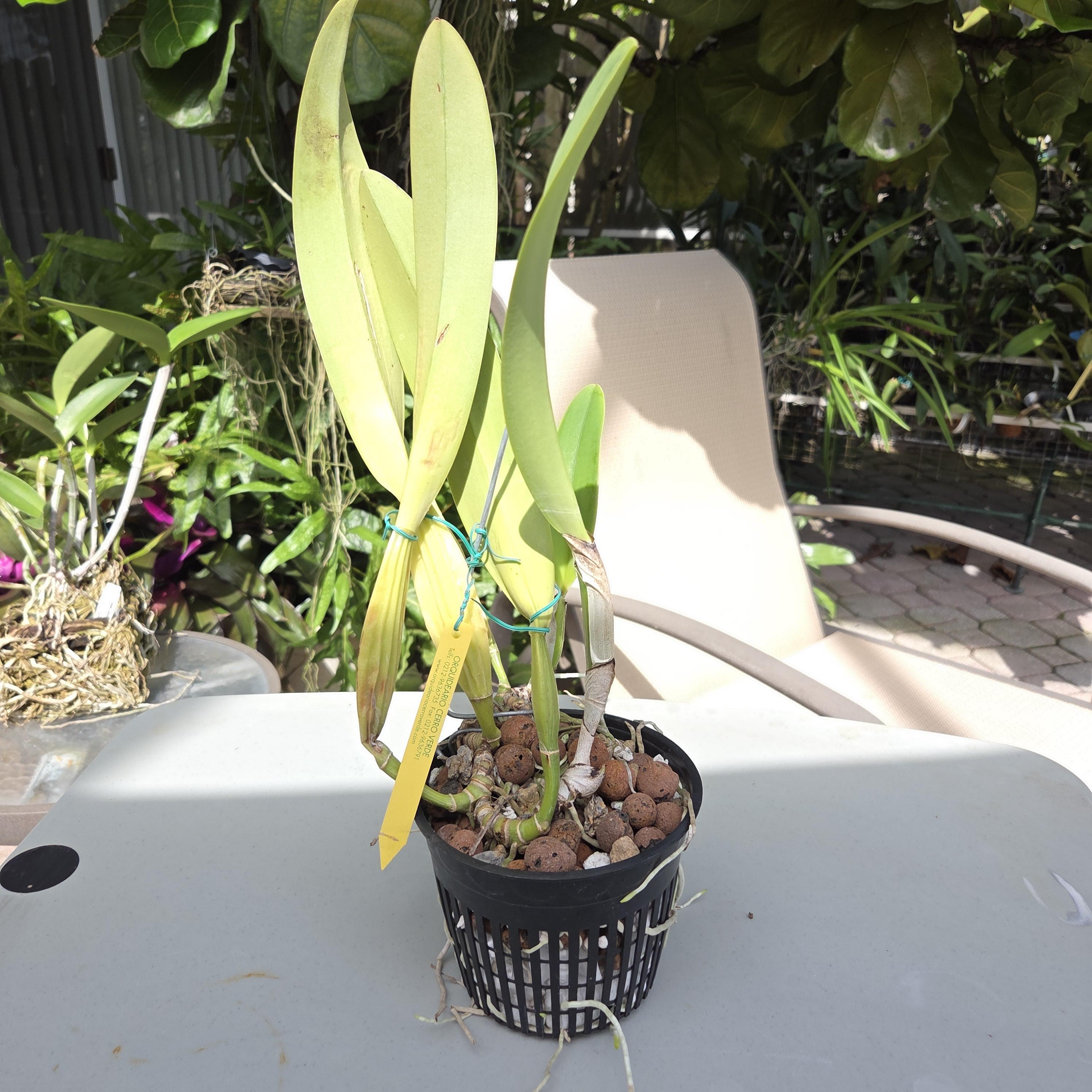 Cattleya trianae coerulea 'Bluebell' – Image 3