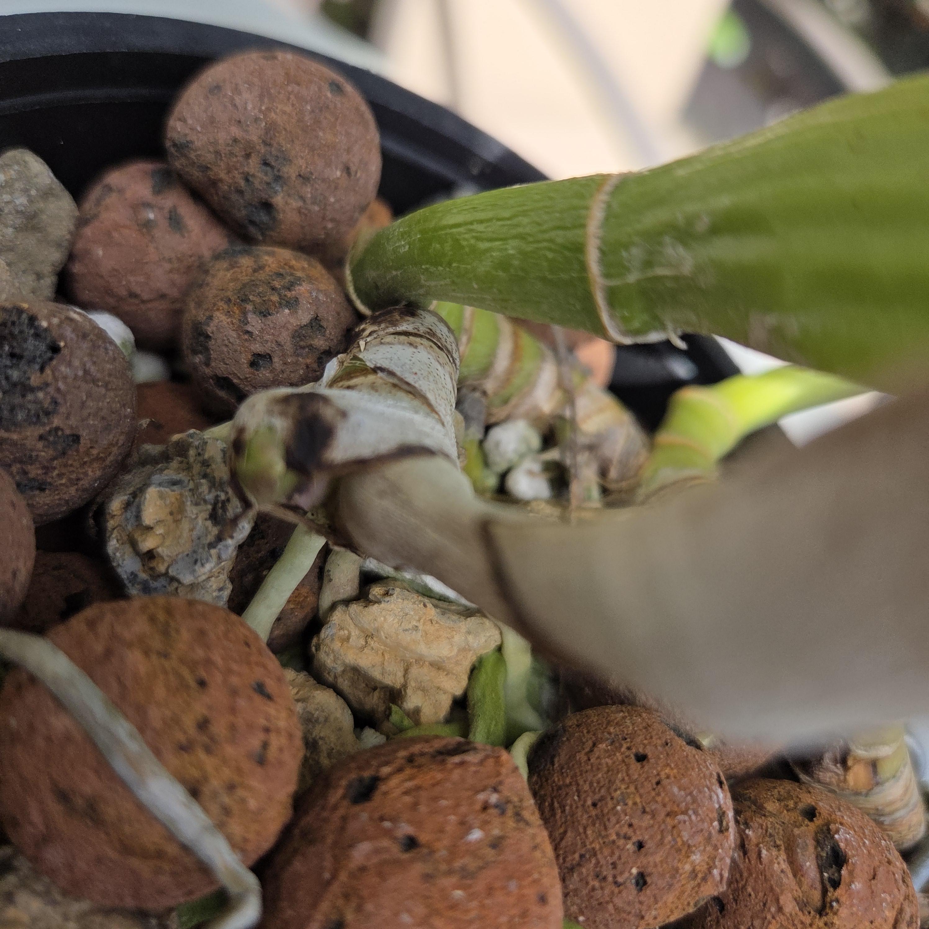 Cattleya trianae coerulea 'Bluebell' – Image 5
