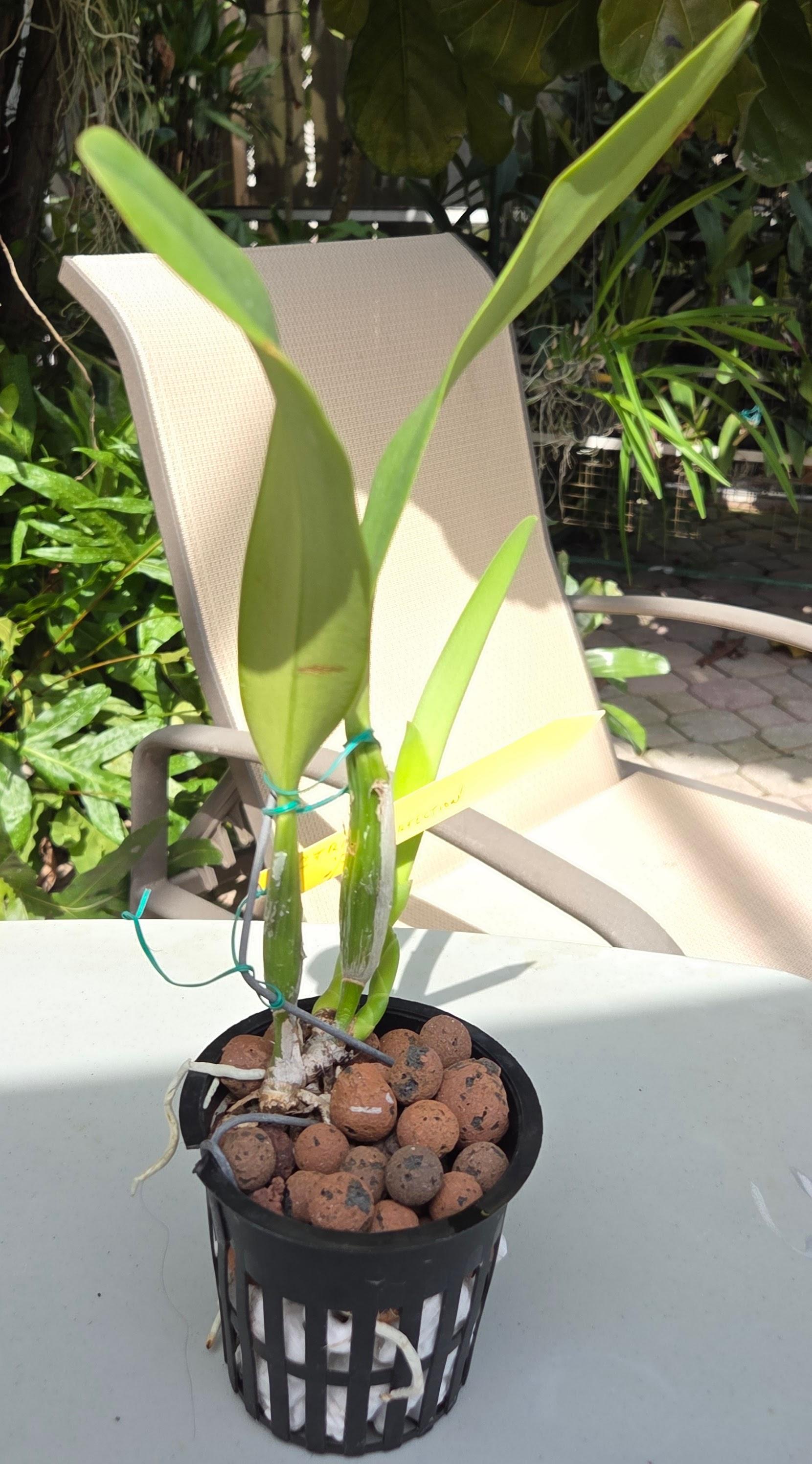 Cattleya trianae 'Ivo Perfection' – Image 3