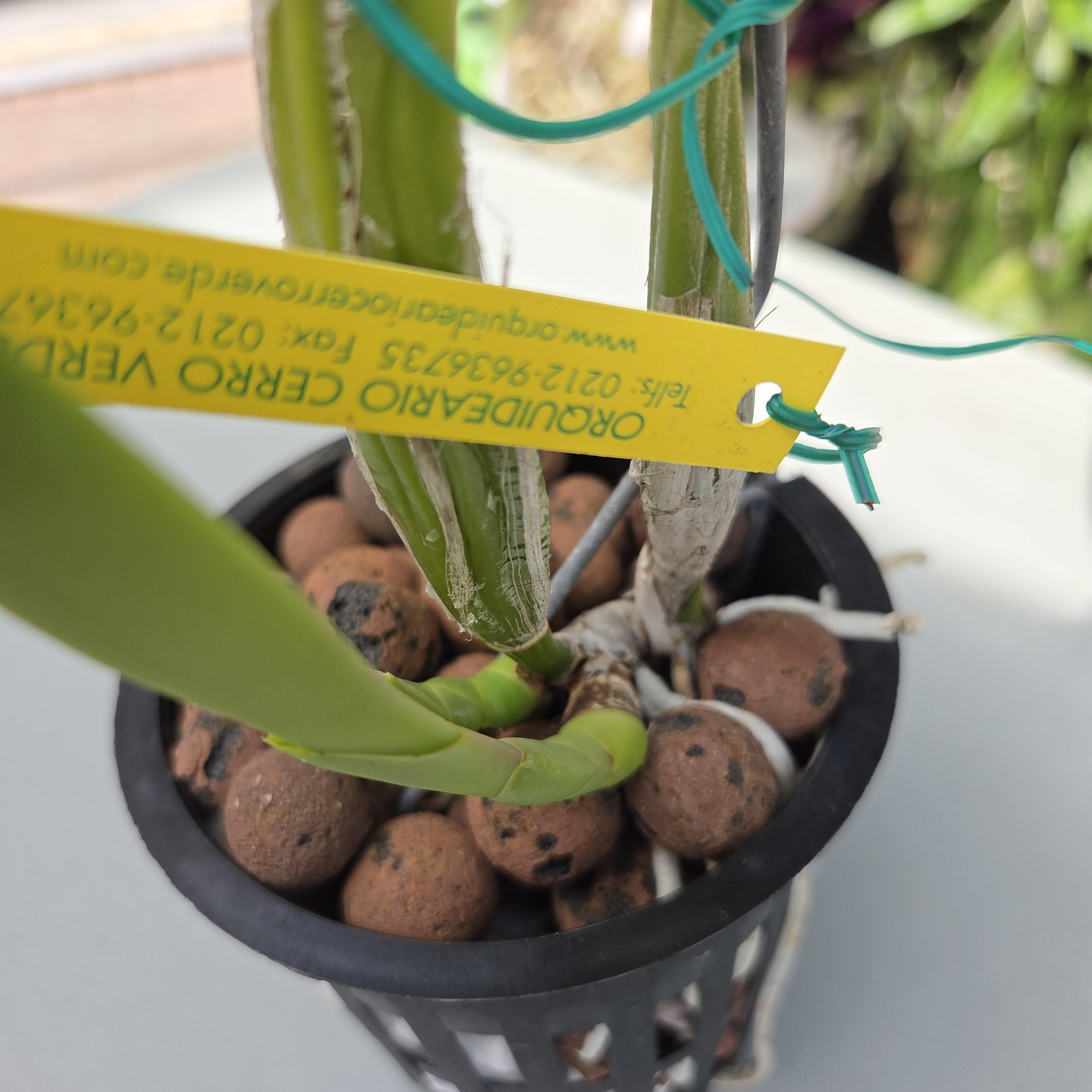 Cattleya trianae 'Ivo Perfection' – Image 4